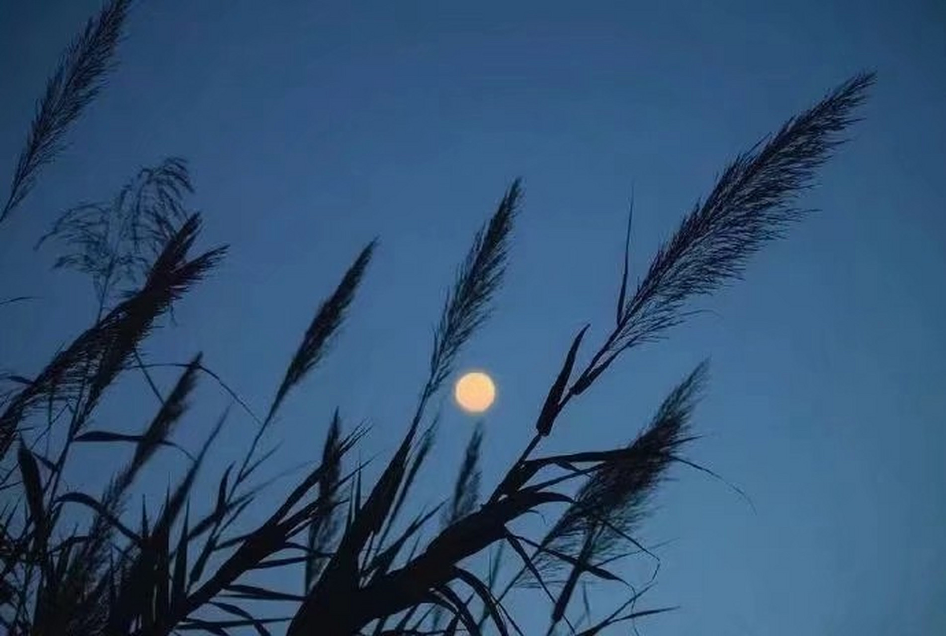 巜孤影徬徨来时路》 孤影徬徨来时路,唱尽阳关阳时殇,岁月无情匆匆过