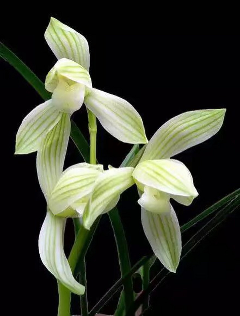 巜蕙质兰心》 蕙风轻轻拂禅庭,质淡白衣裹全身,兰草花开香淡淡,心事