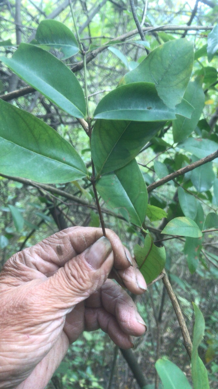 黄牛木的功效