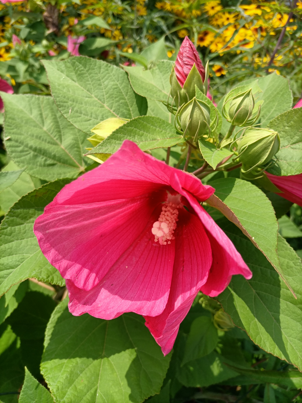 每天认识一种植物# 大花秋葵,又叫做芙蓉葵,是一种原本生长在北美洲