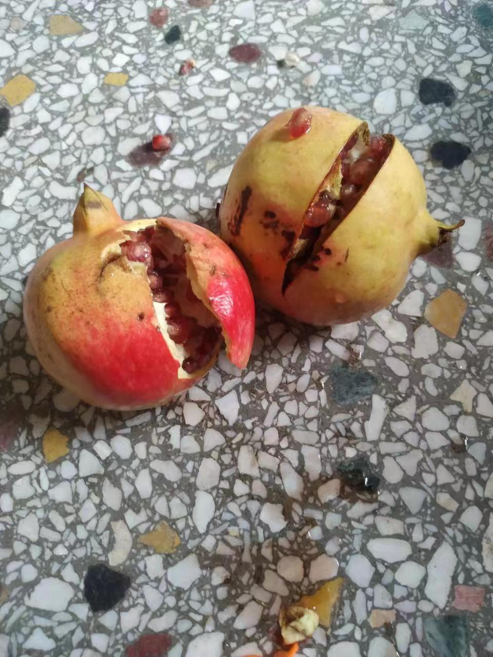 在网上买的石榴烂了两个,商家陪了 6 快钱,大家看行吗