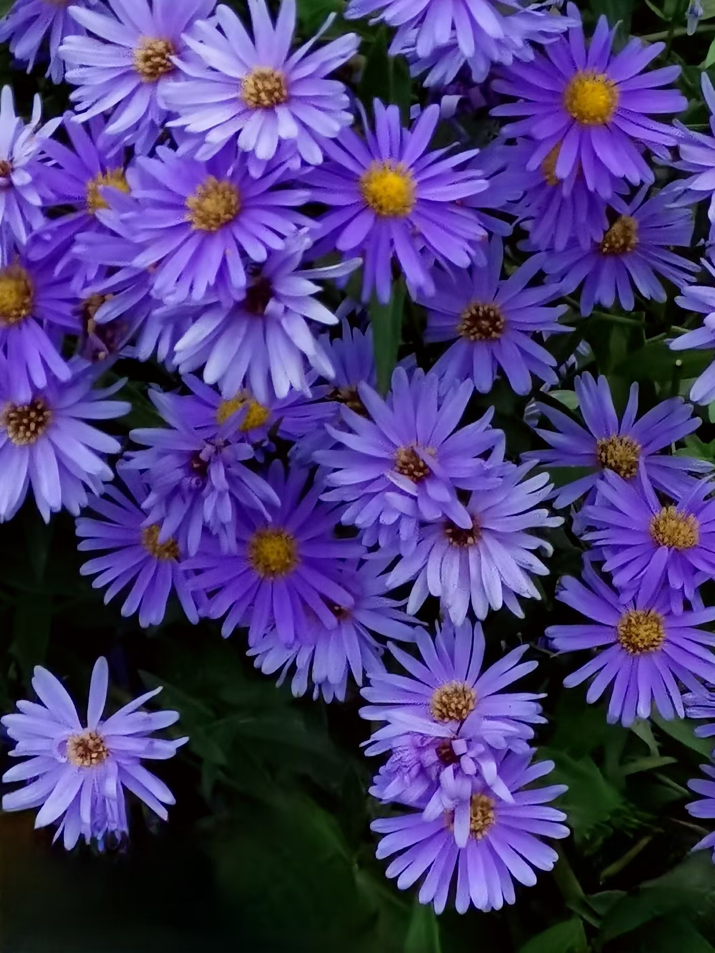 这种小朵的花名称为联毛紫菀,是菊科,别名荷兰菊,原