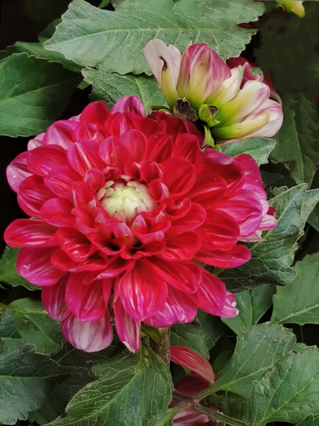 大丽花  大丽花,别名天竺牡丹,大理花,西番莲.