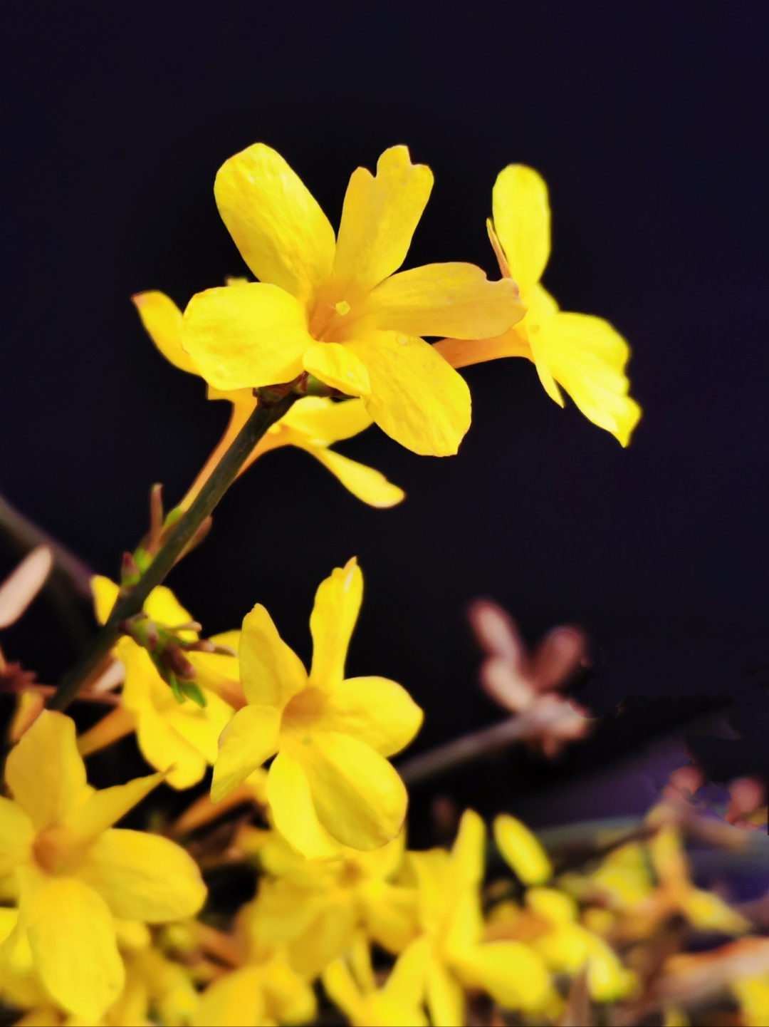 迎春花开 迎春花是初春的第一簇花开,就像一首春天的诗,充满了生机与