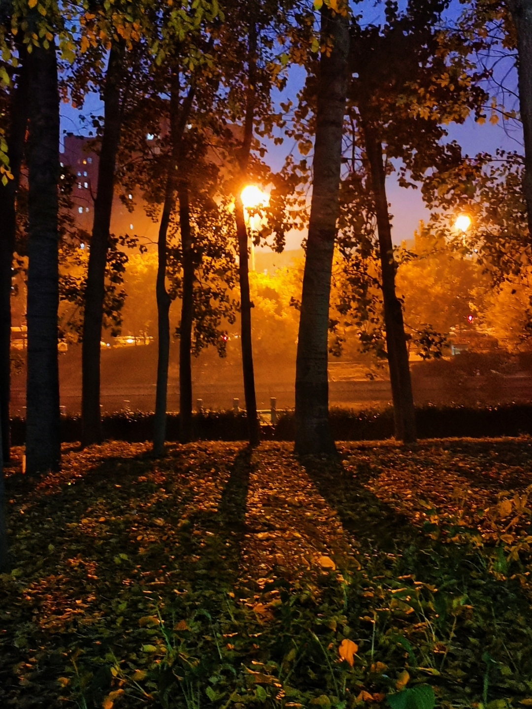 每当夜幕降临后,公园则呈现出多彩的灯光景色,犹如璀璨的星河落入