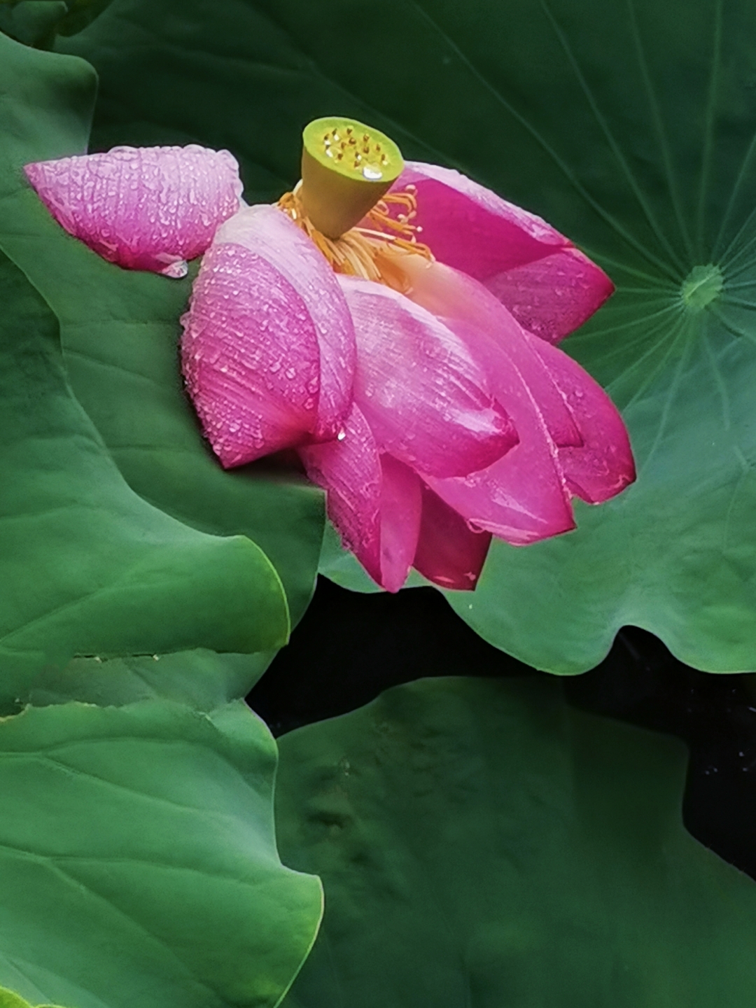雨中荷花  7·12曰(昨天)下午,这里下起了中雨.