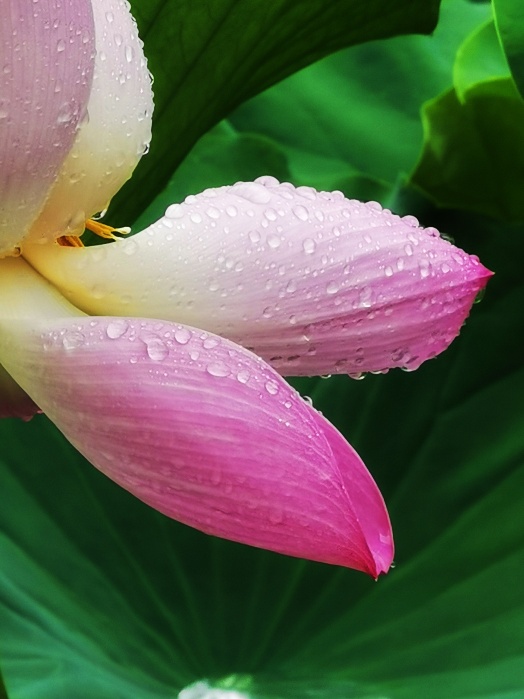 雨中荷花图片图片