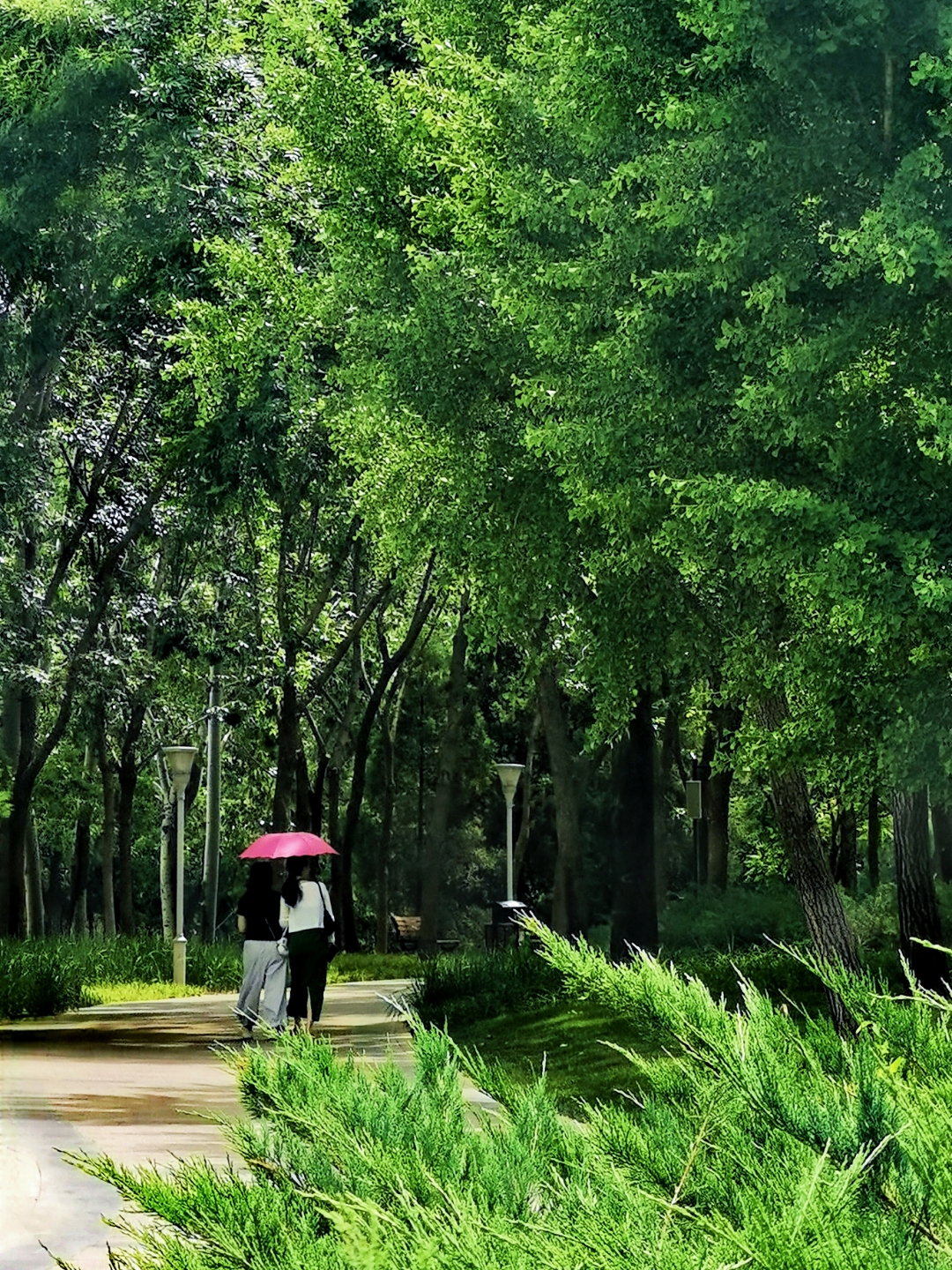 夏天绿树成荫的图片图片