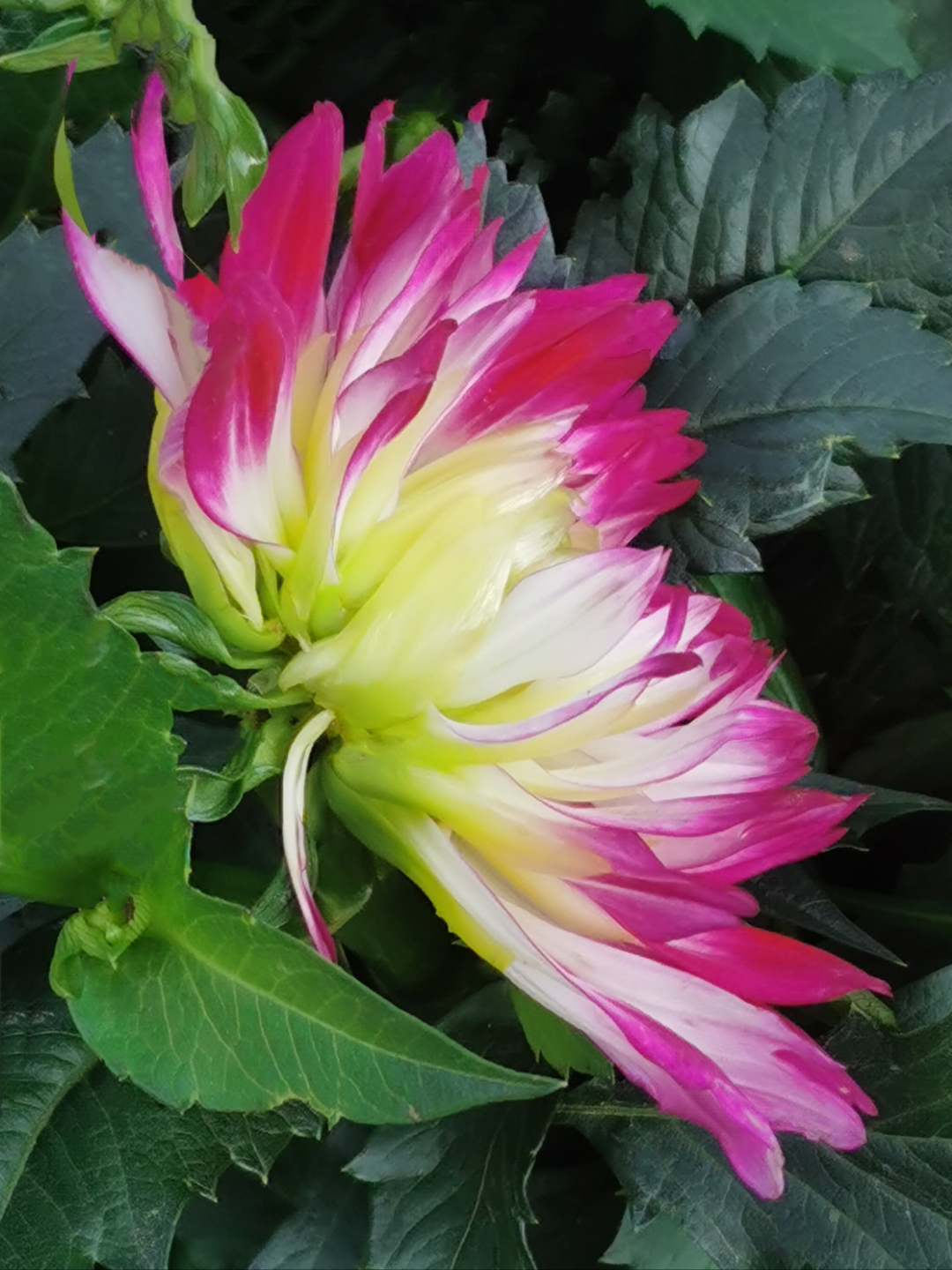 大丽花  大丽花,别名天竺牡丹,大理花,西番莲.