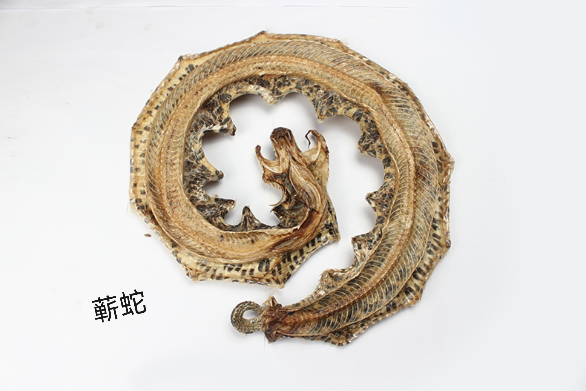 满满的中医药学干货  祛风湿药·祛风湿散寒药  蕲蛇(qishe)