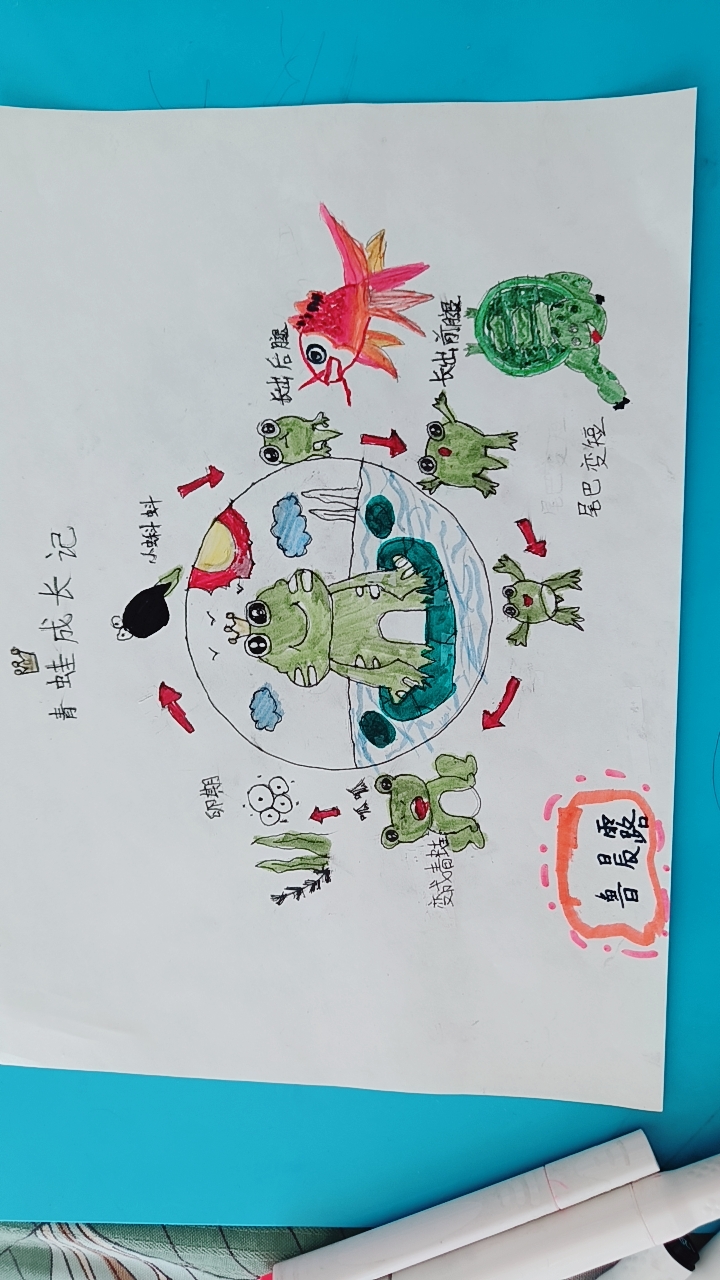 小蝌蚪变青蛙的过程