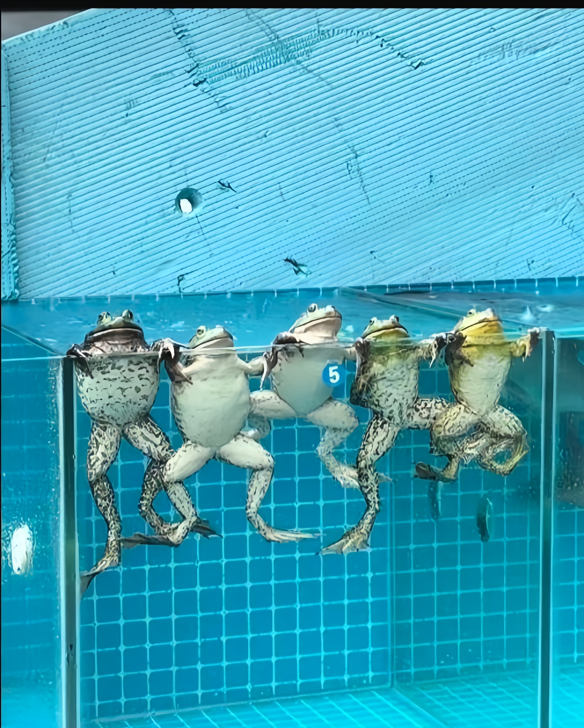 它们的皮肤颜色从浅绿到深绿,有趣的是,这些青蛙竟然排成一列,头部