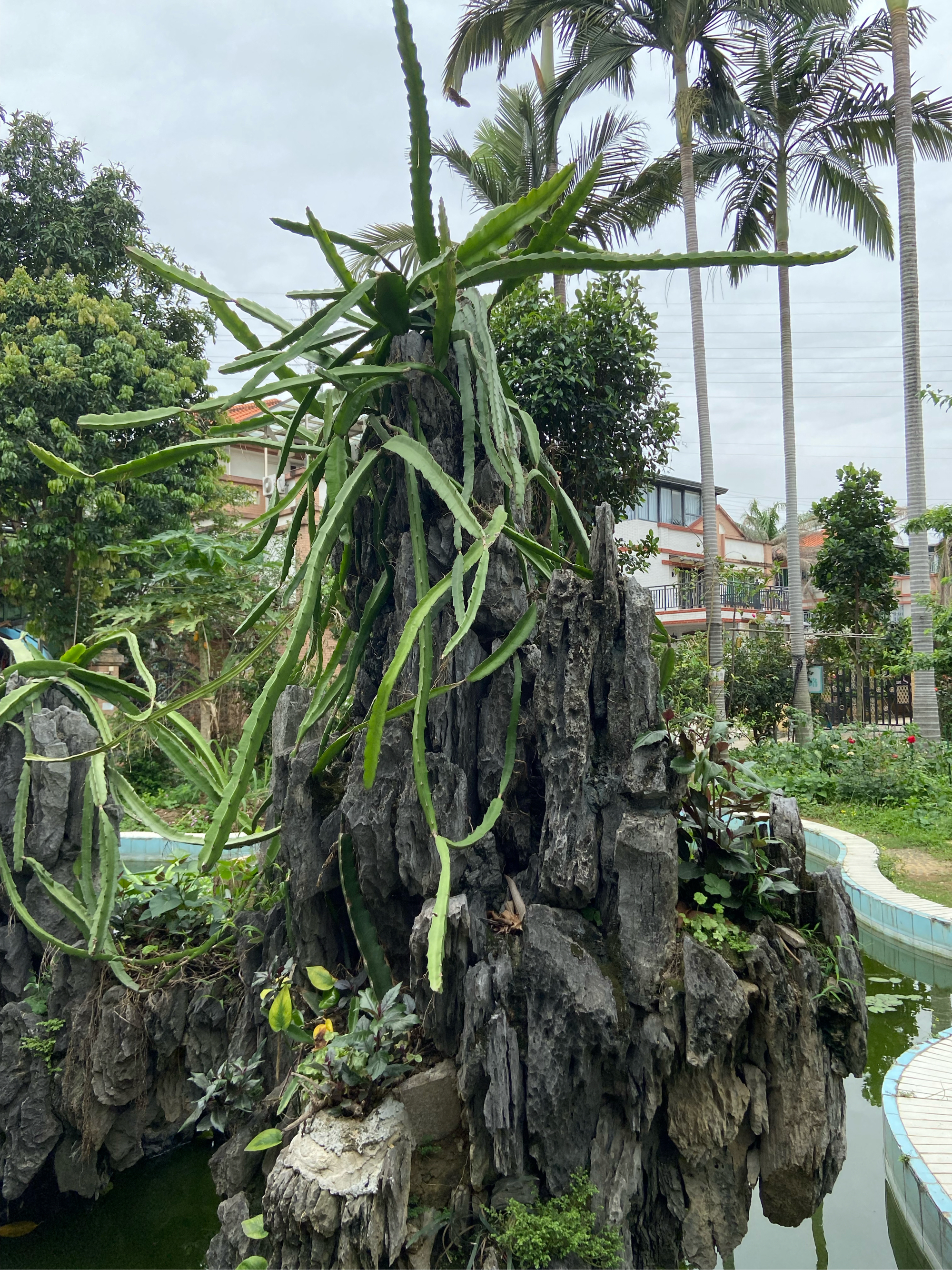 大阳山植物园仙人掌图片