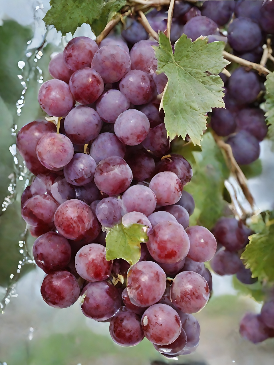 960_1280竖版 竖屏