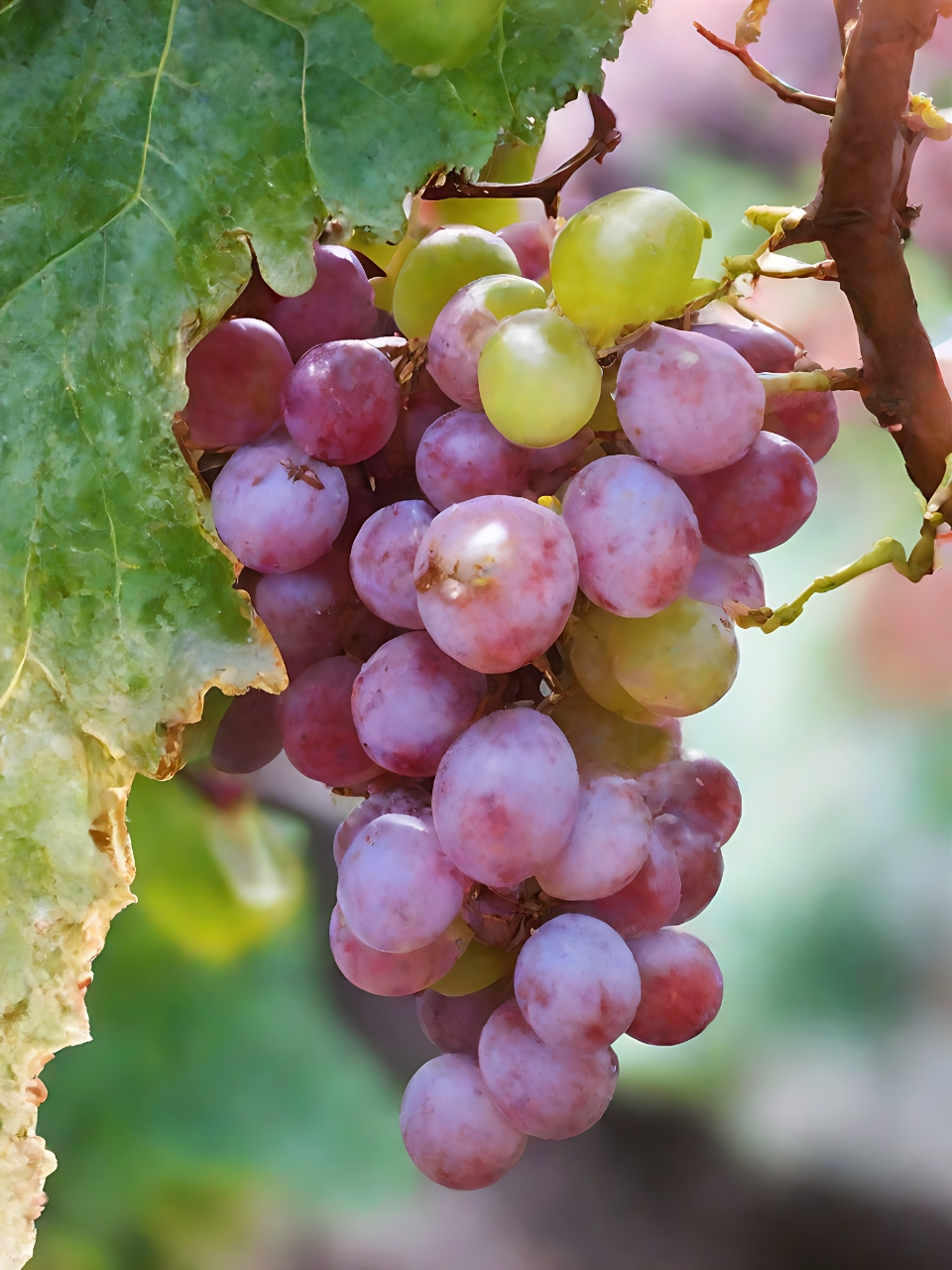 960_1280竖版 竖屏