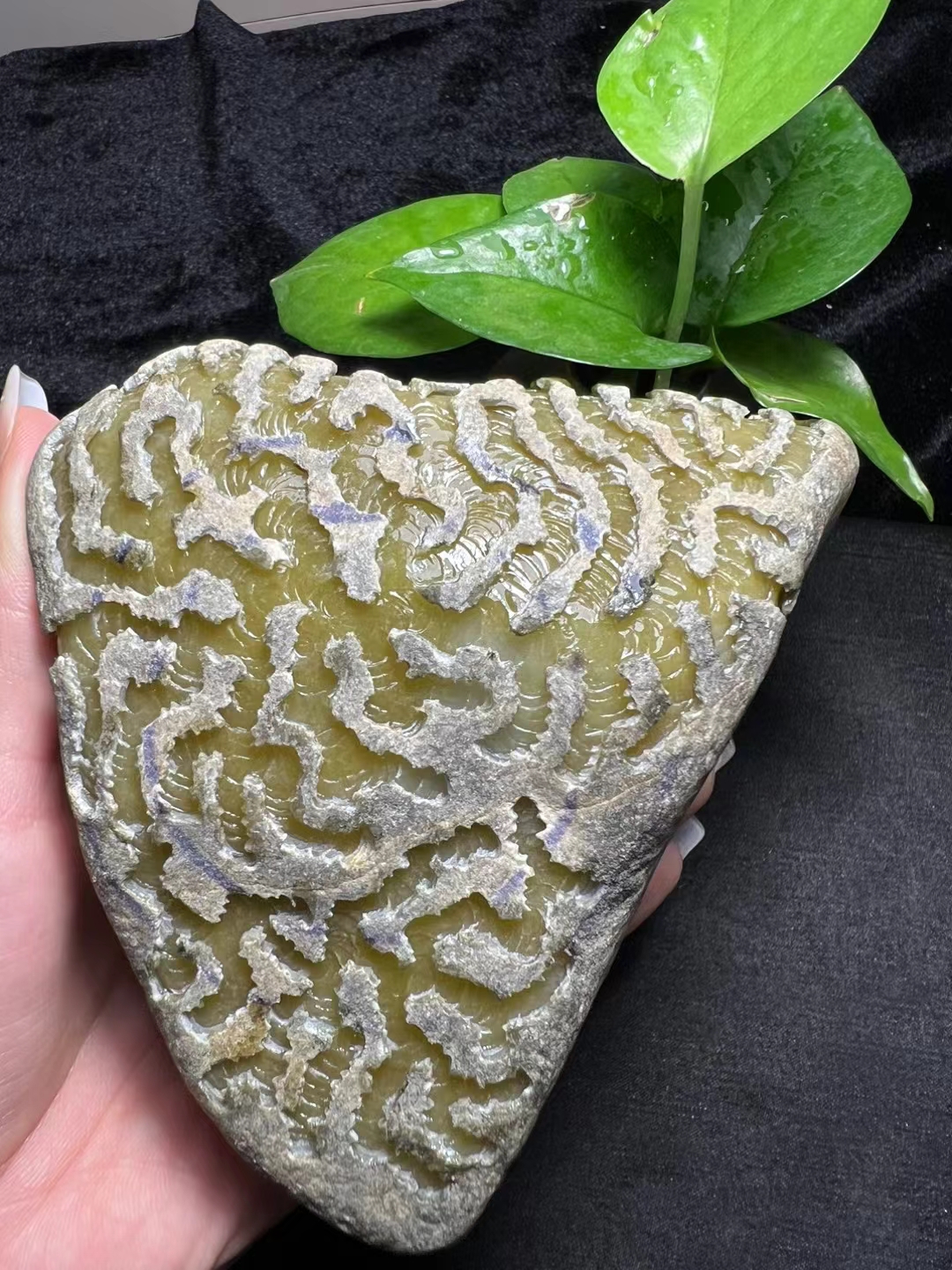 17kg 特色满黄大面积开窗 无纹无裂 有镯位#翡翠# #莫西沙场口的翡翠