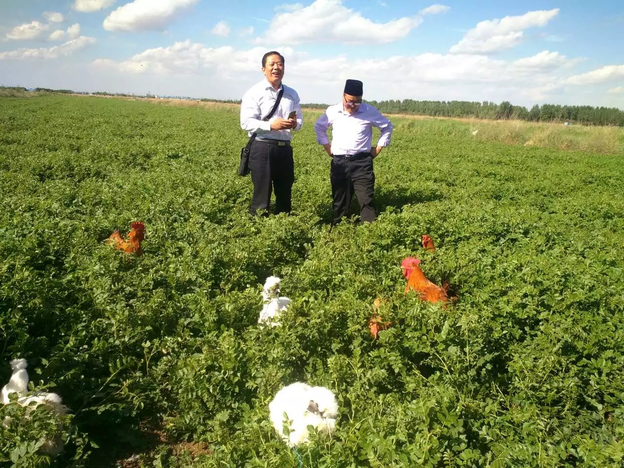 鸡想说:我活的很自由,没有白活