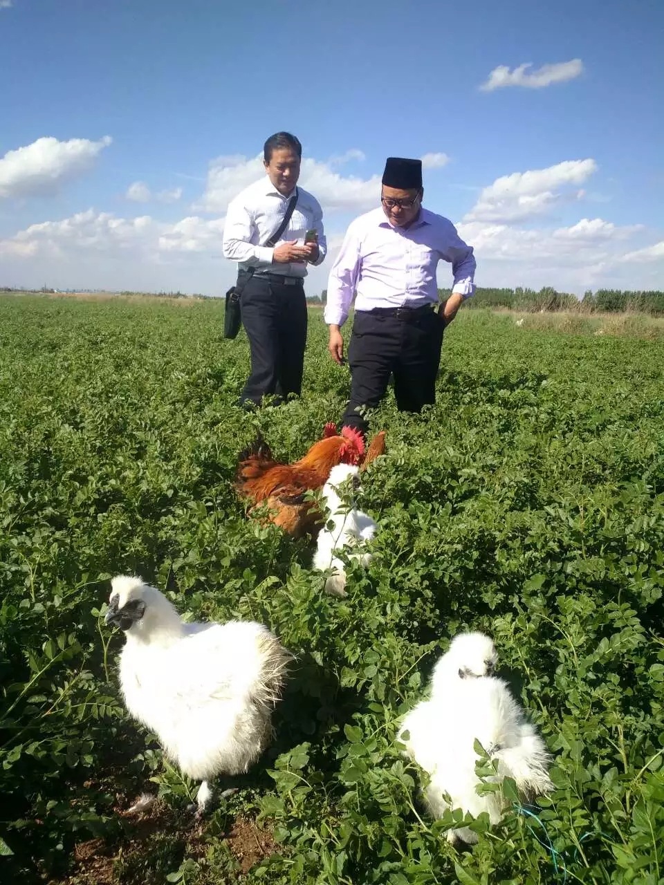 鸡想说:我活的很自由,没有白活