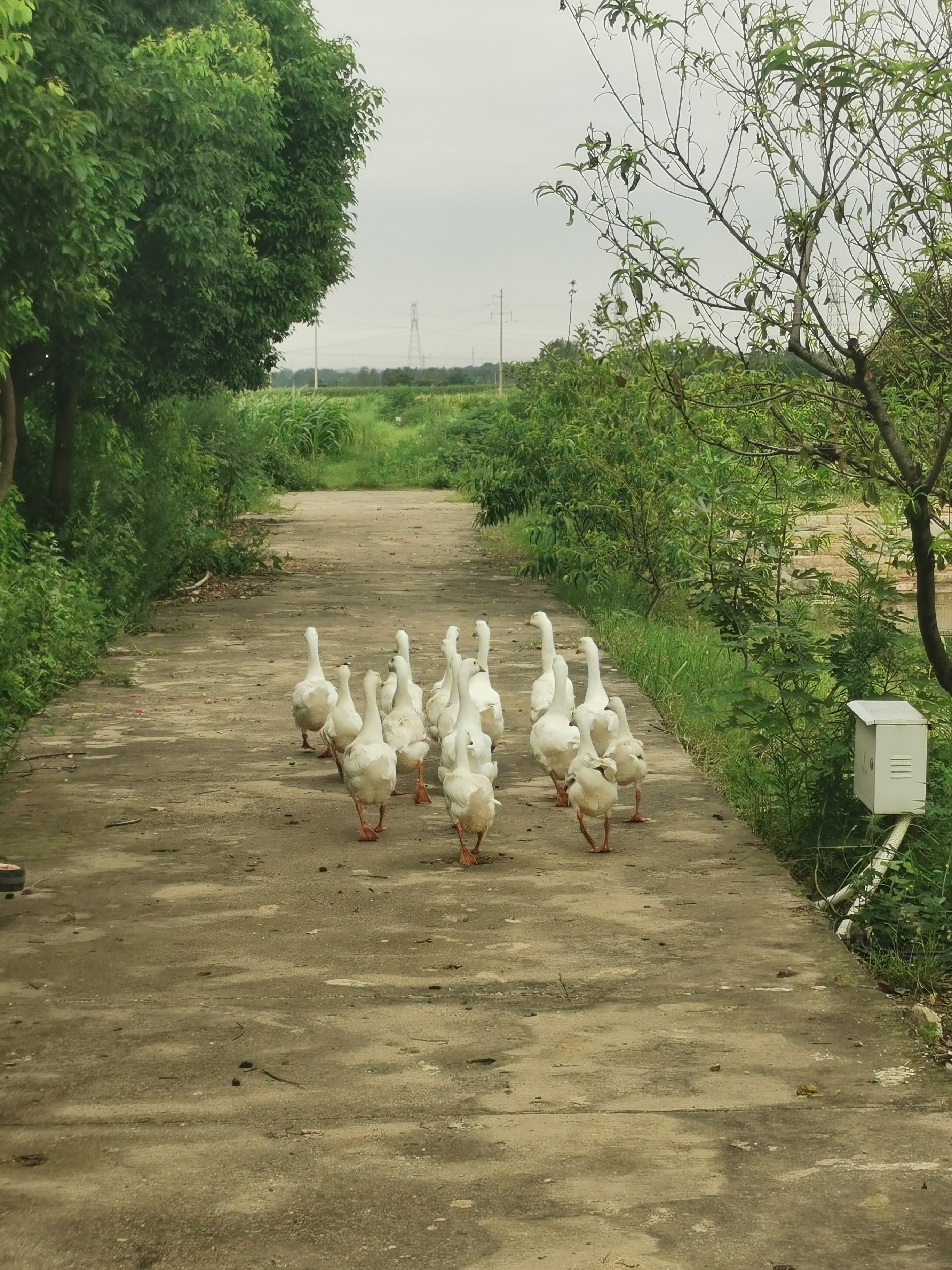 花儿挂满枝头,鹅儿奔跑,鸭子呱呱,母鸡开会.