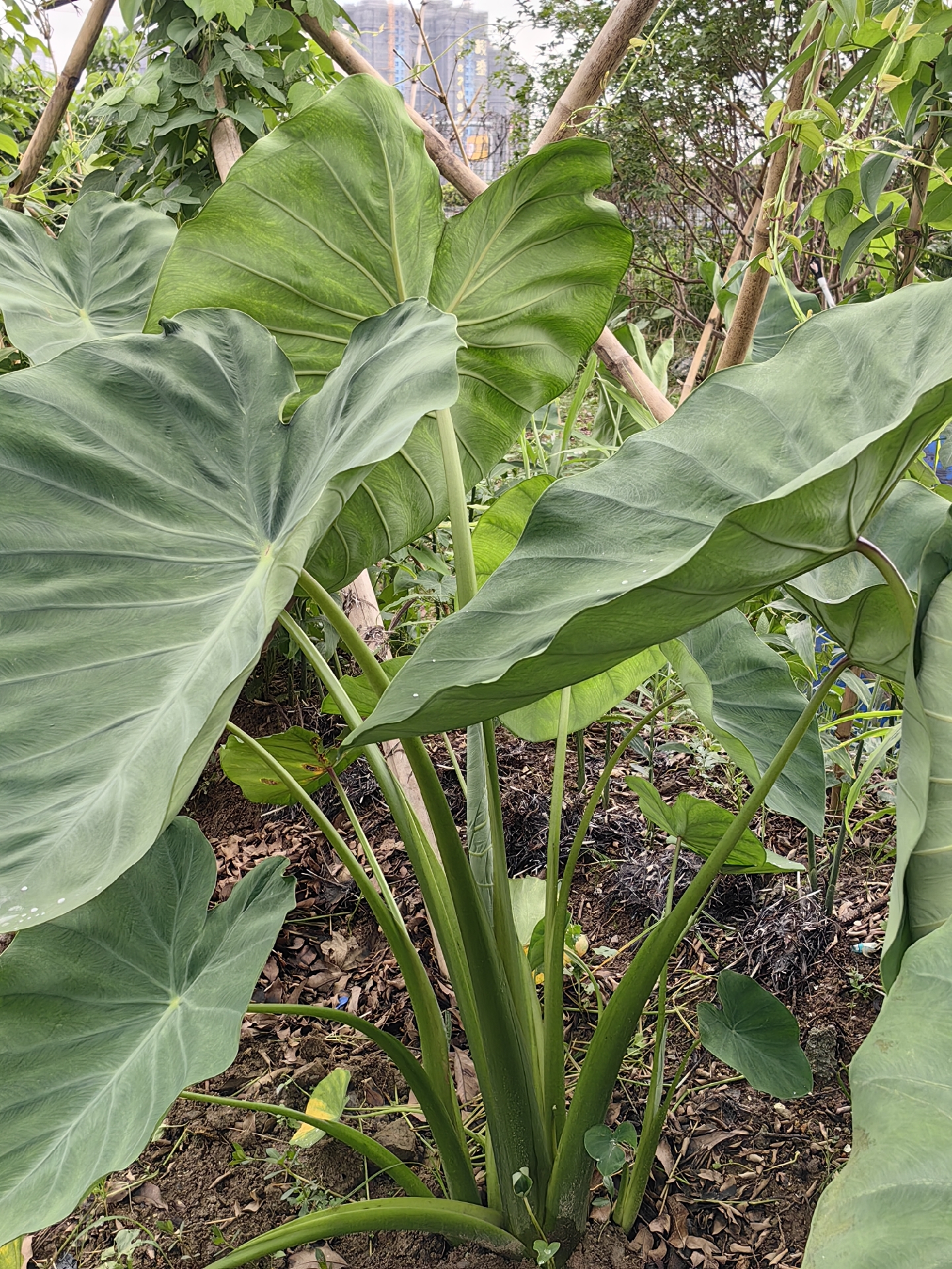 乡下的芋头生长旺盛,茎粗,叶大,丰收在即!