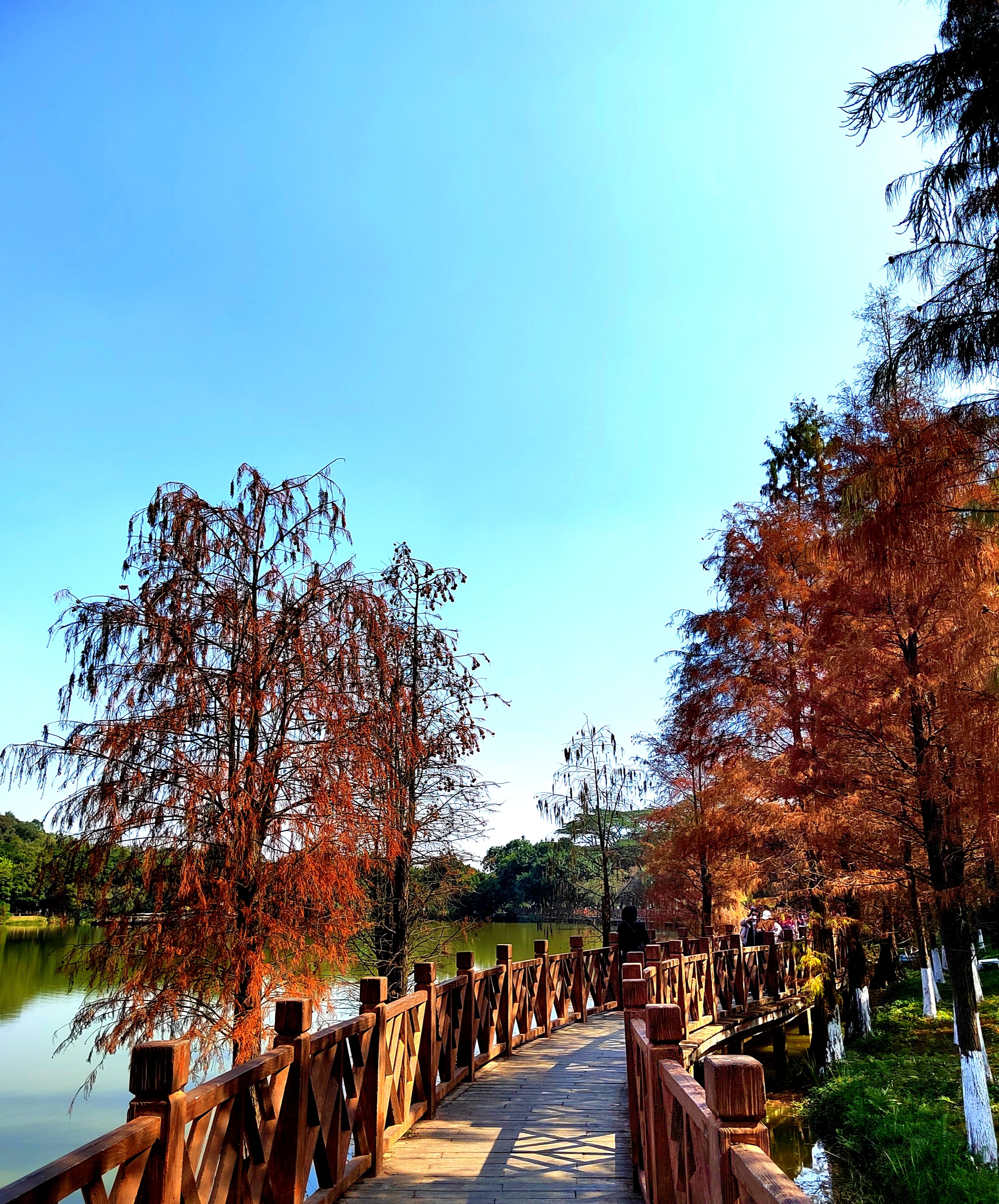 2024年1月14日,我走进广州番禺大夫山森林公园,享受公园里面落羽杉树