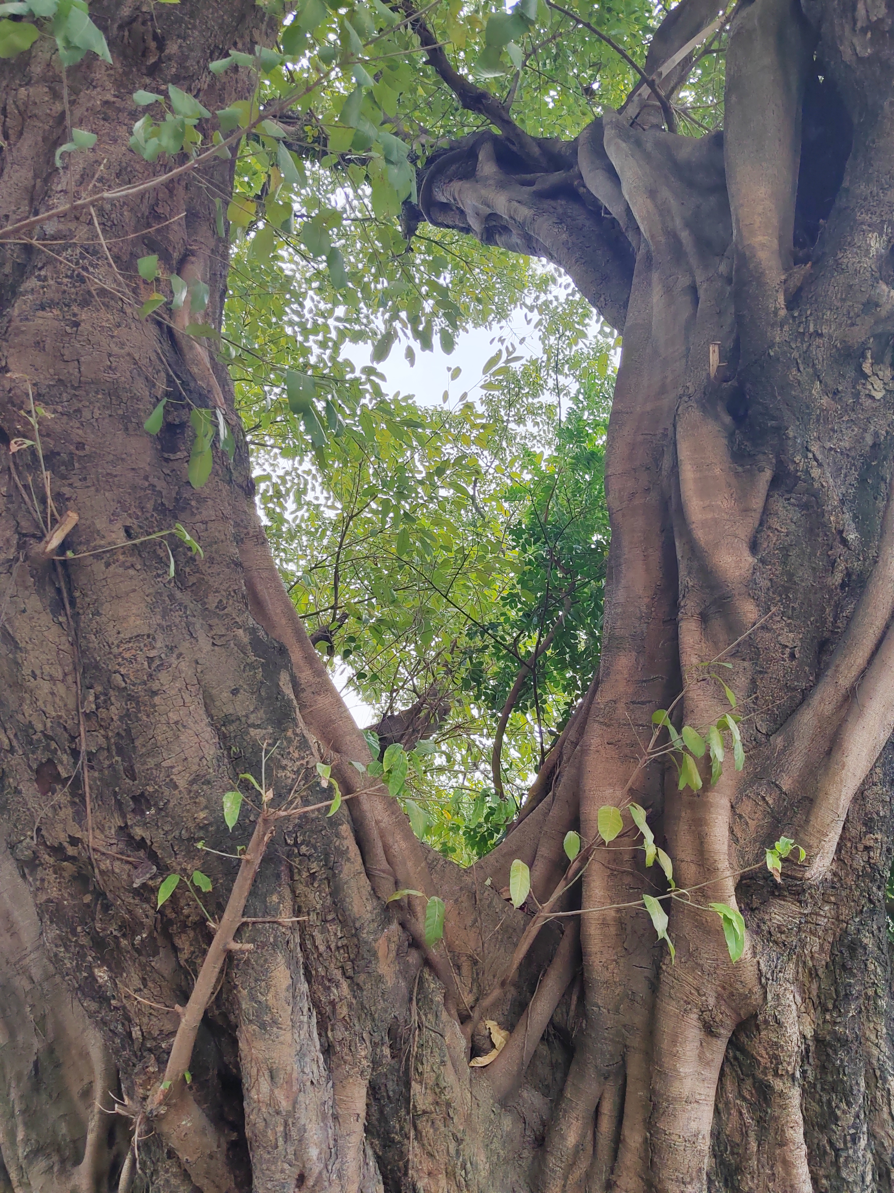 广州番禺沙湾有一棵大叶榕的古树,又叫黄葛树,有160年历史,枝繁叶茂