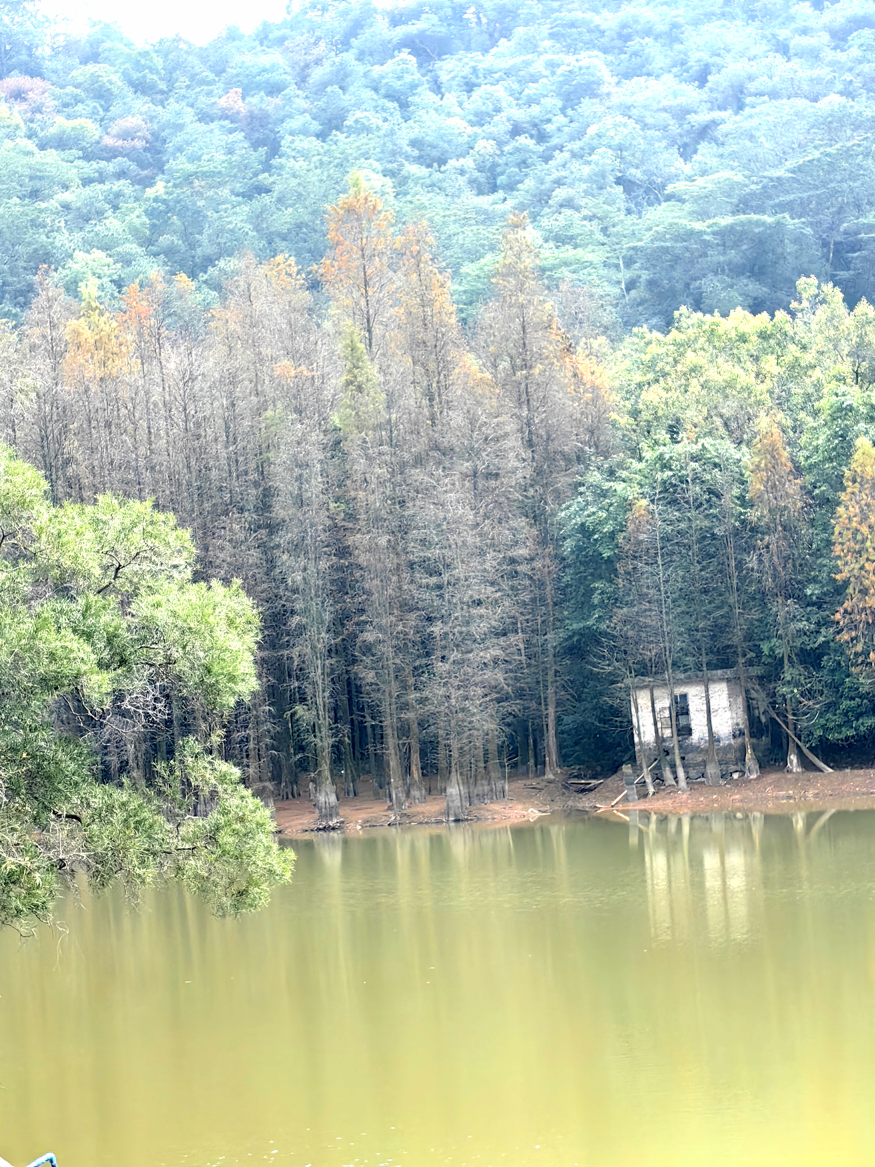 广州番禺滴水岩森林公园的生态真好,有山有水,有树有森林,有山珍有