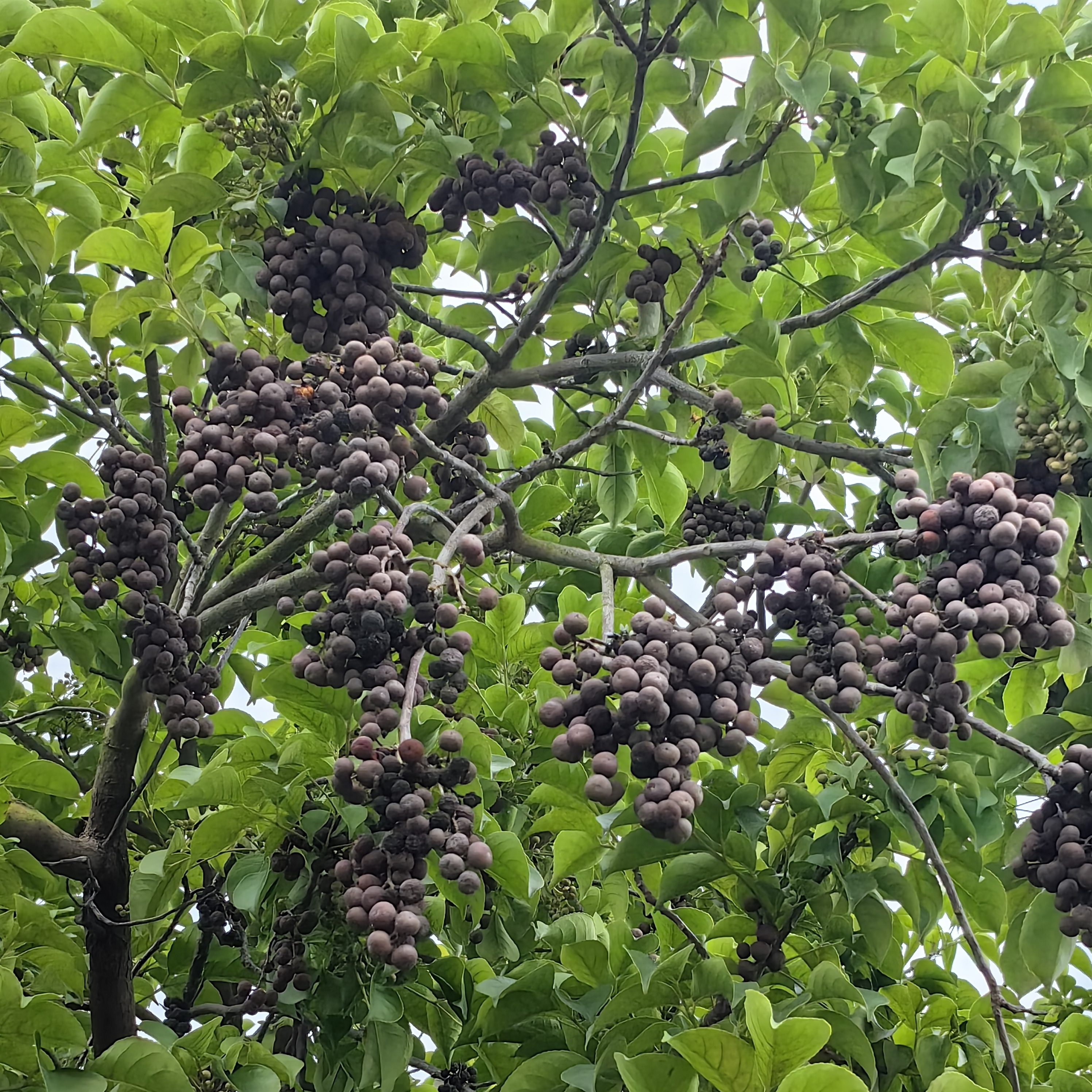 枫树结的果子图片图片