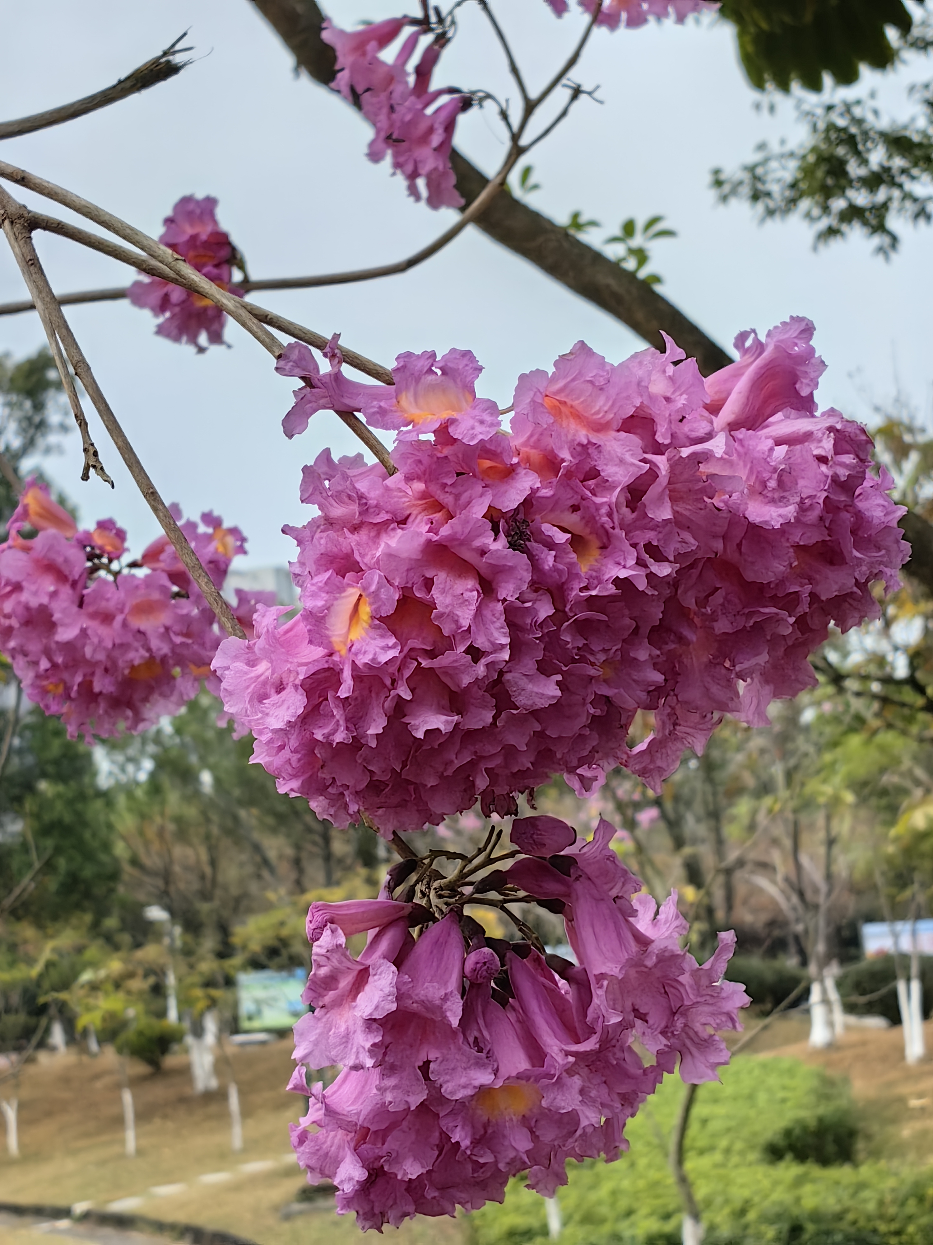 紫花风铃木的诗词图片