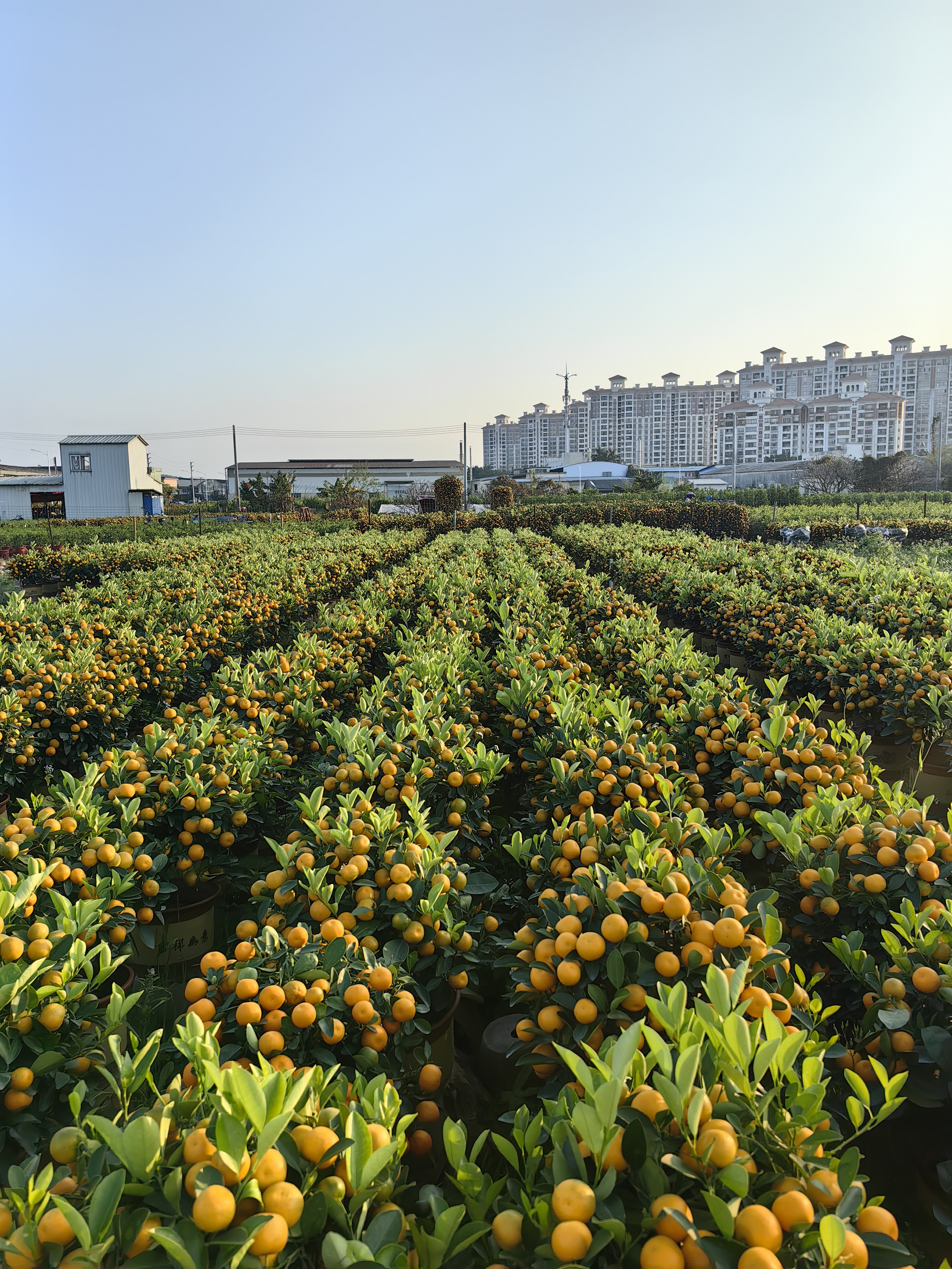 顺德年花年桔批发基地图片