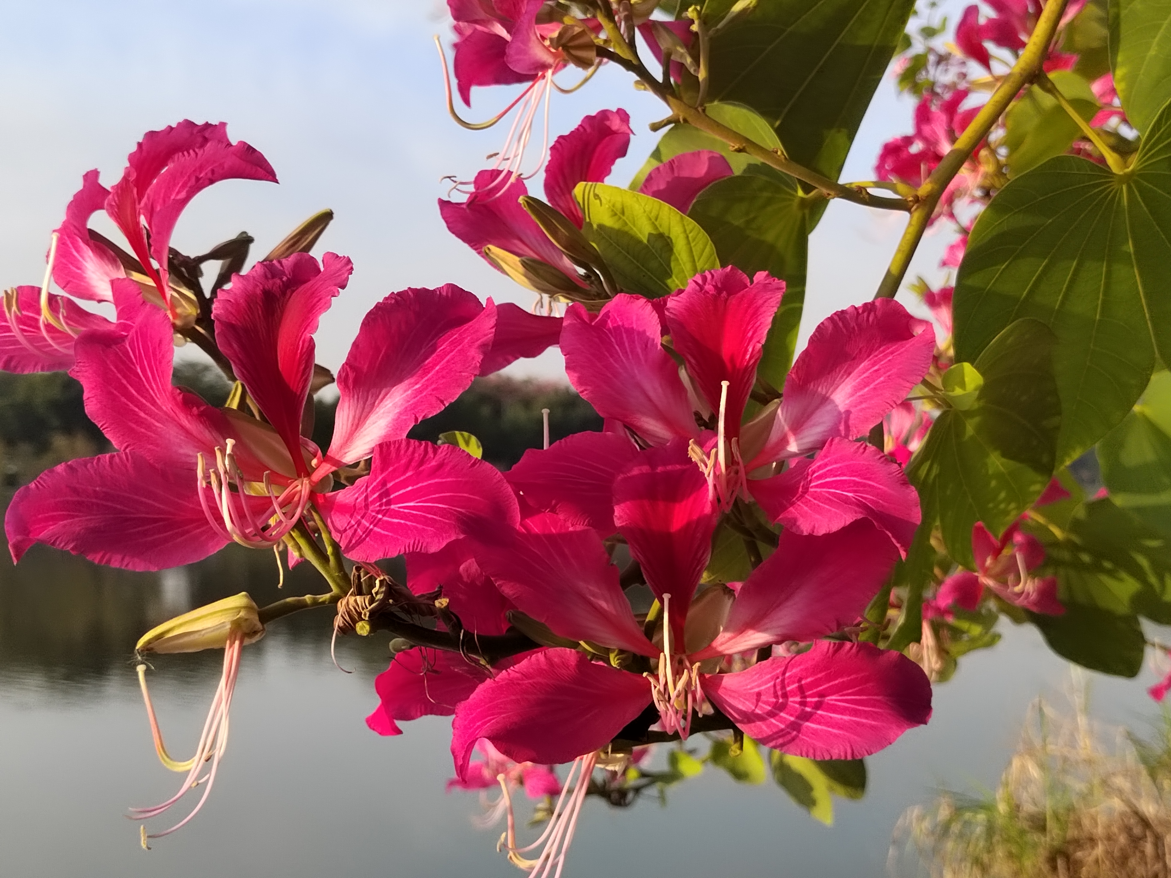 阳光明媚的日子,在美丽的番禺区市桥河畔上,我幸运地遇上红花羊蹄甲