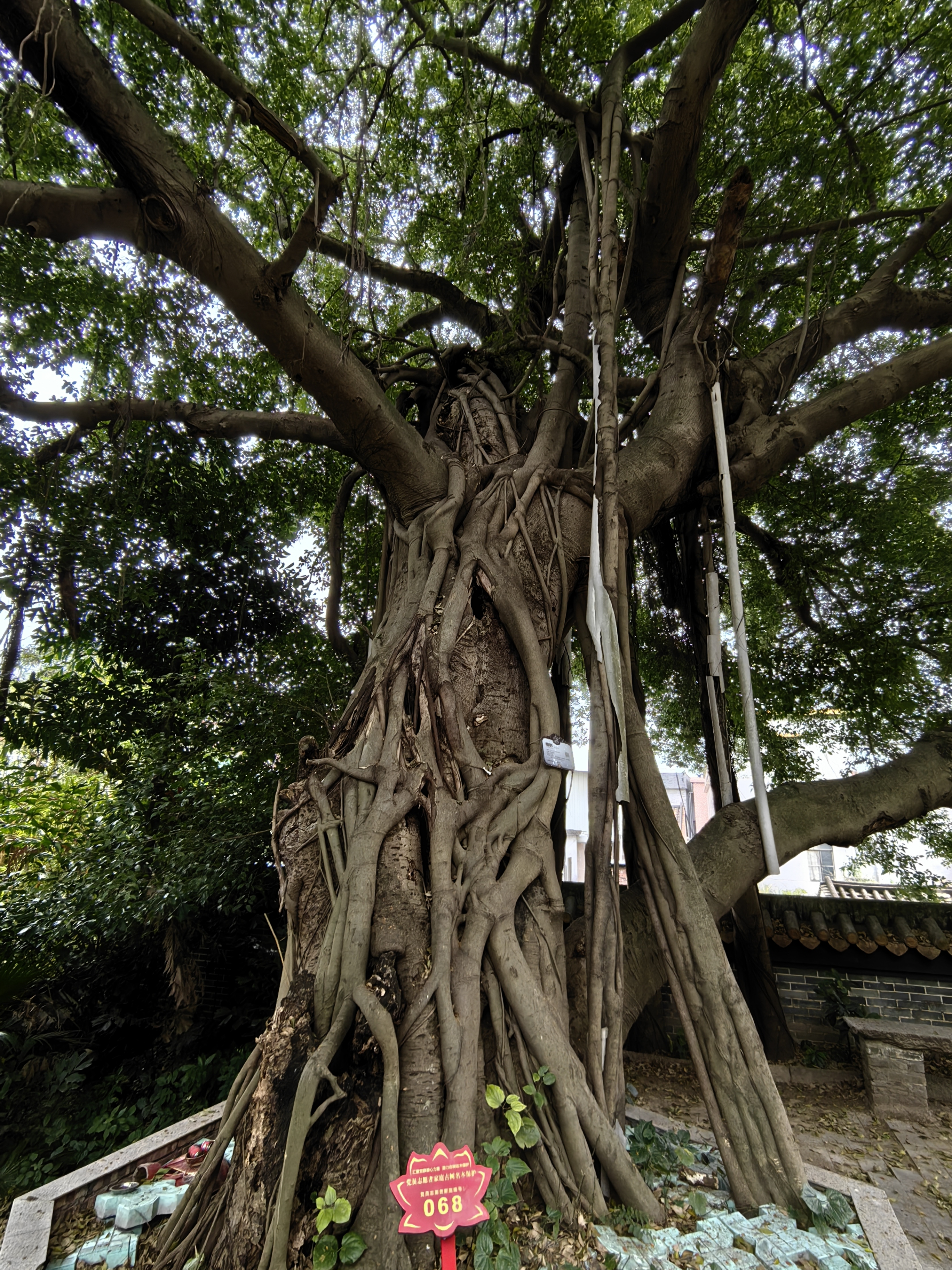 榕树市树图片