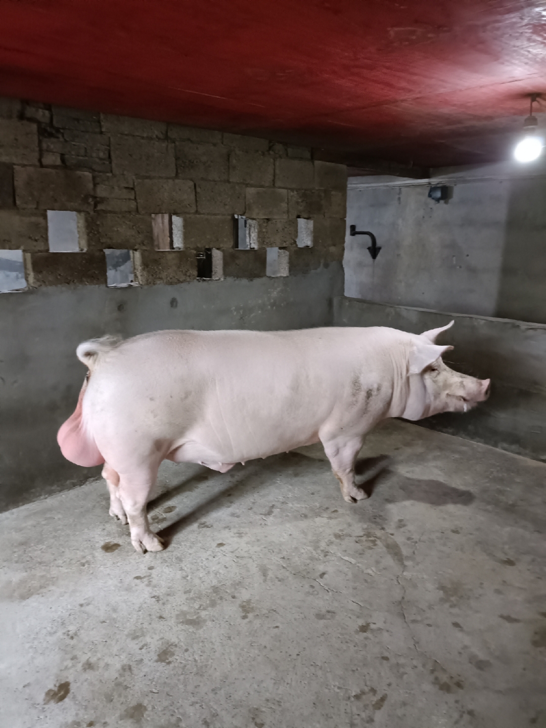 它仿佛是这片土地上的独行侠,偌大的猪圈里只有它自己,悠然自得地生活