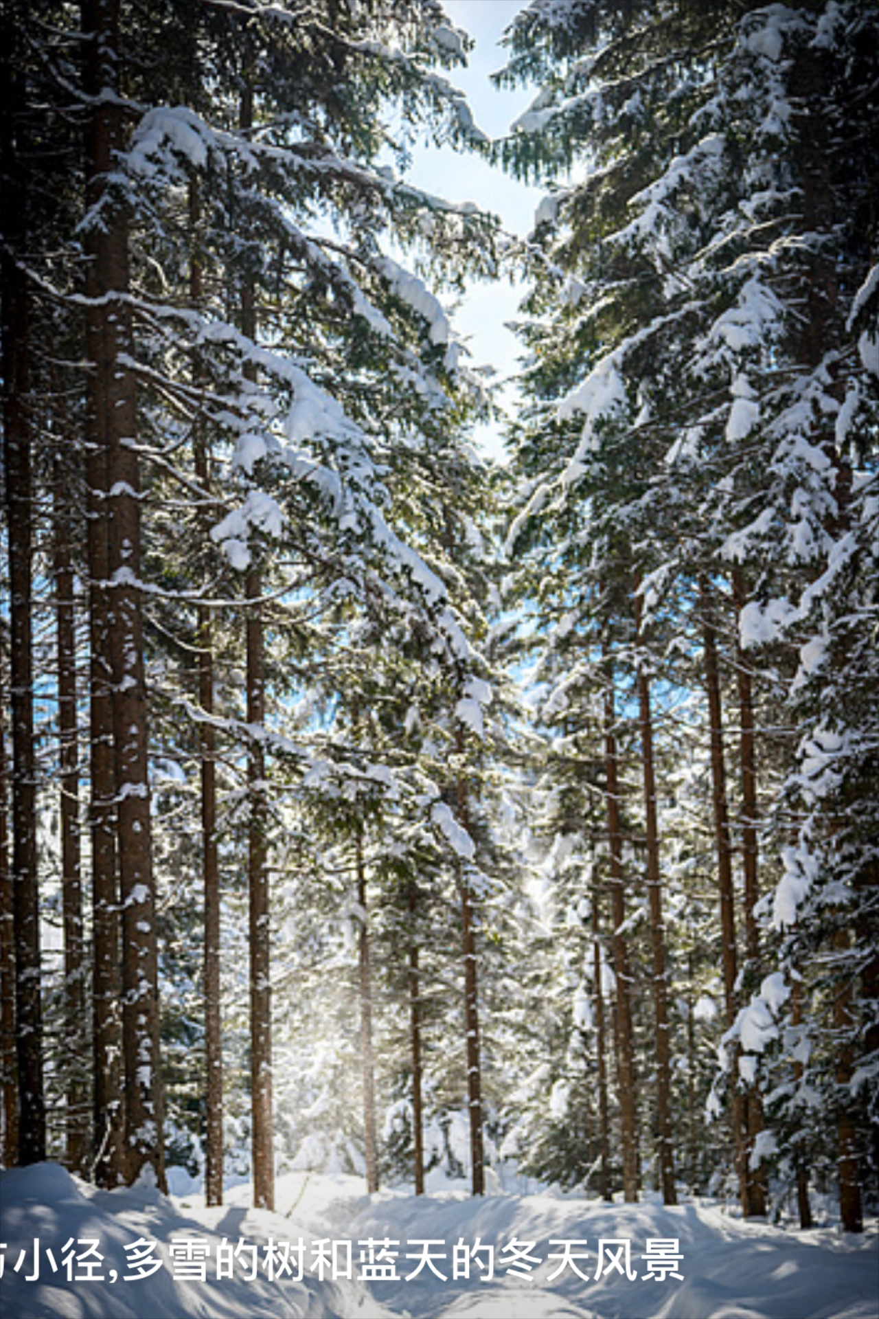 雪山青松的图片大全图片