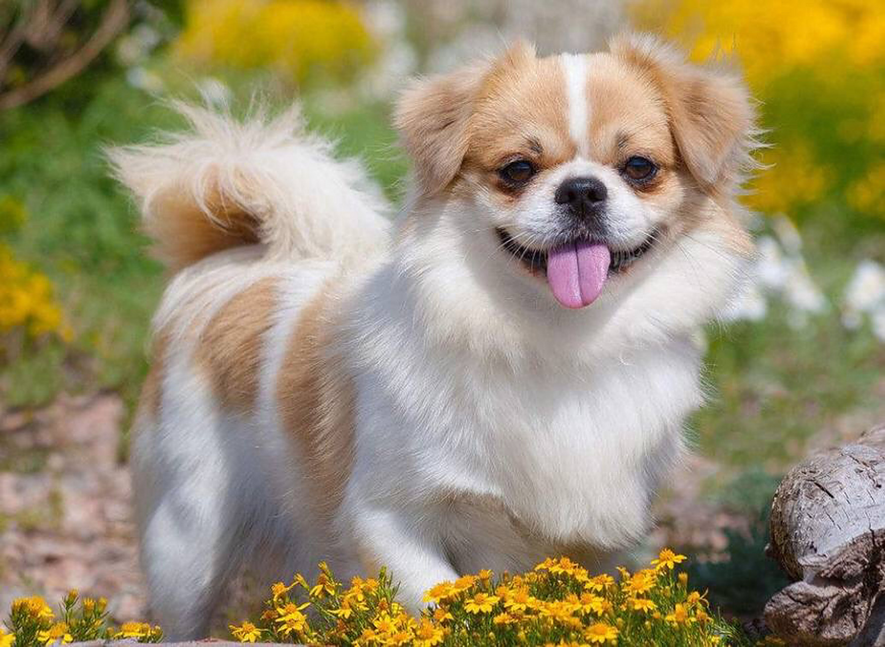 西藏猎犬  西藏猎犬(tibetan spaniel),人们通常称之为"袖狗",原产