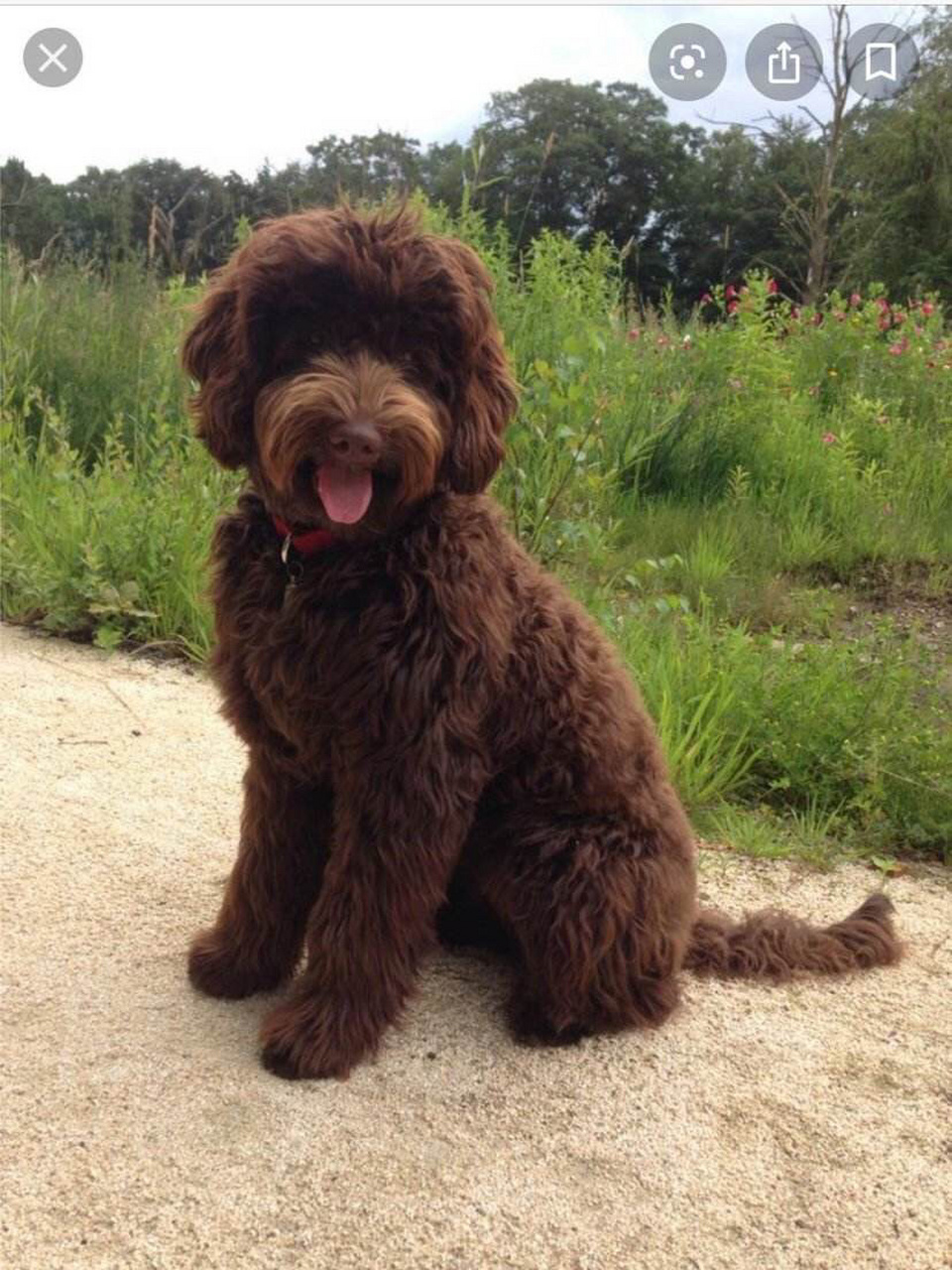 拉布拉多贵宾犬,多少人知道?