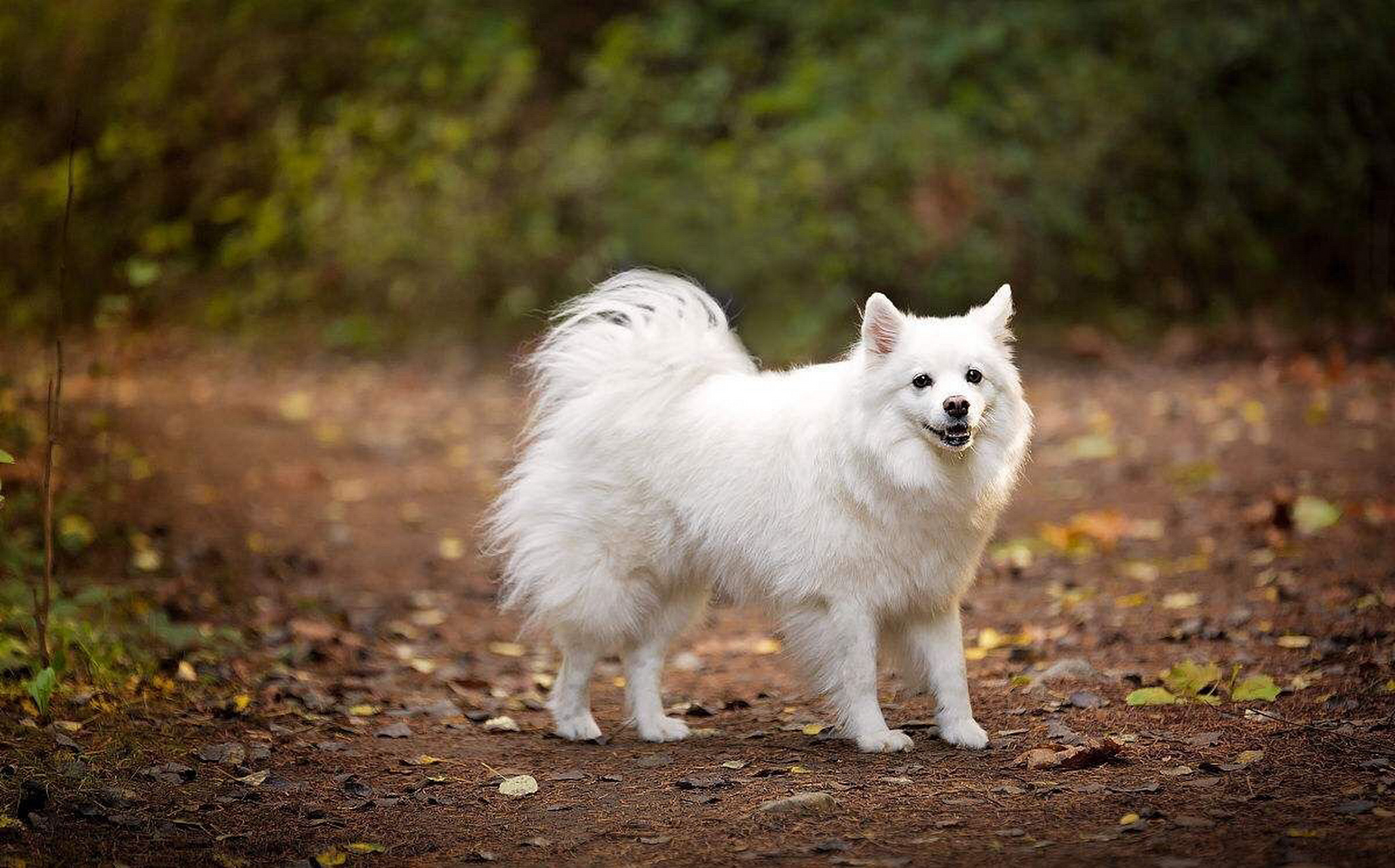 银狐犬壁纸图片