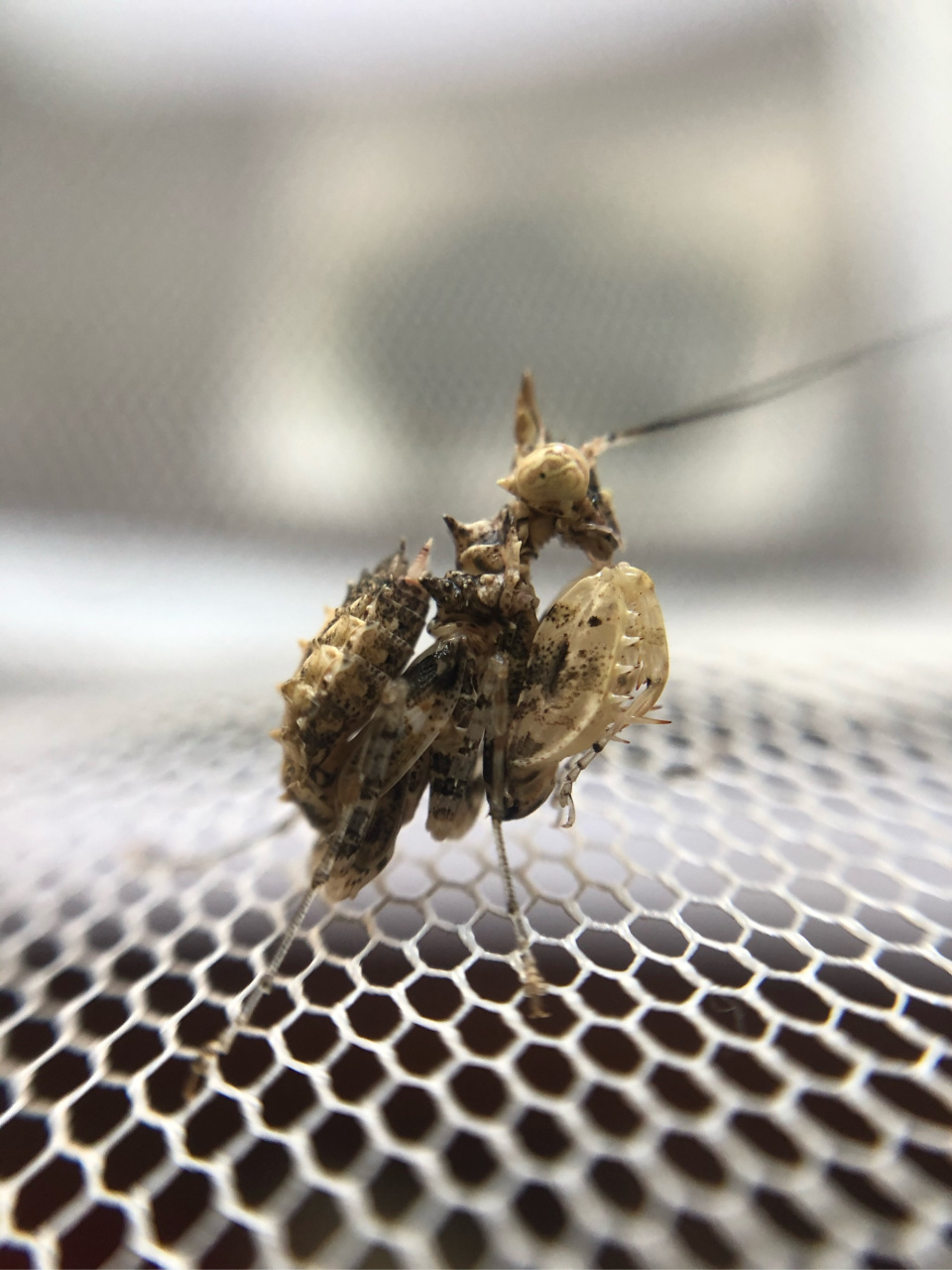 爬宠# 移动的鸟屎——索氏角胸螳 索氏角胸螳(ceratomantis saussur