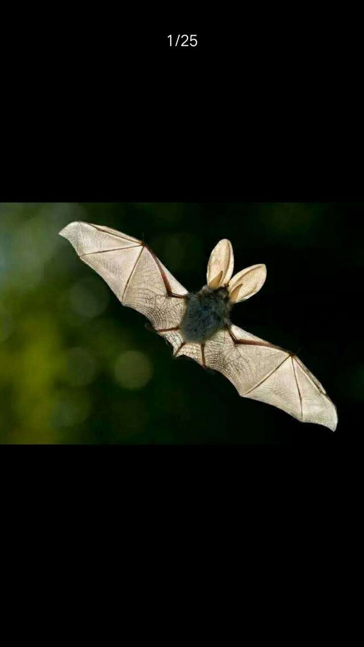 金芒计划# 下一期是什么时候?