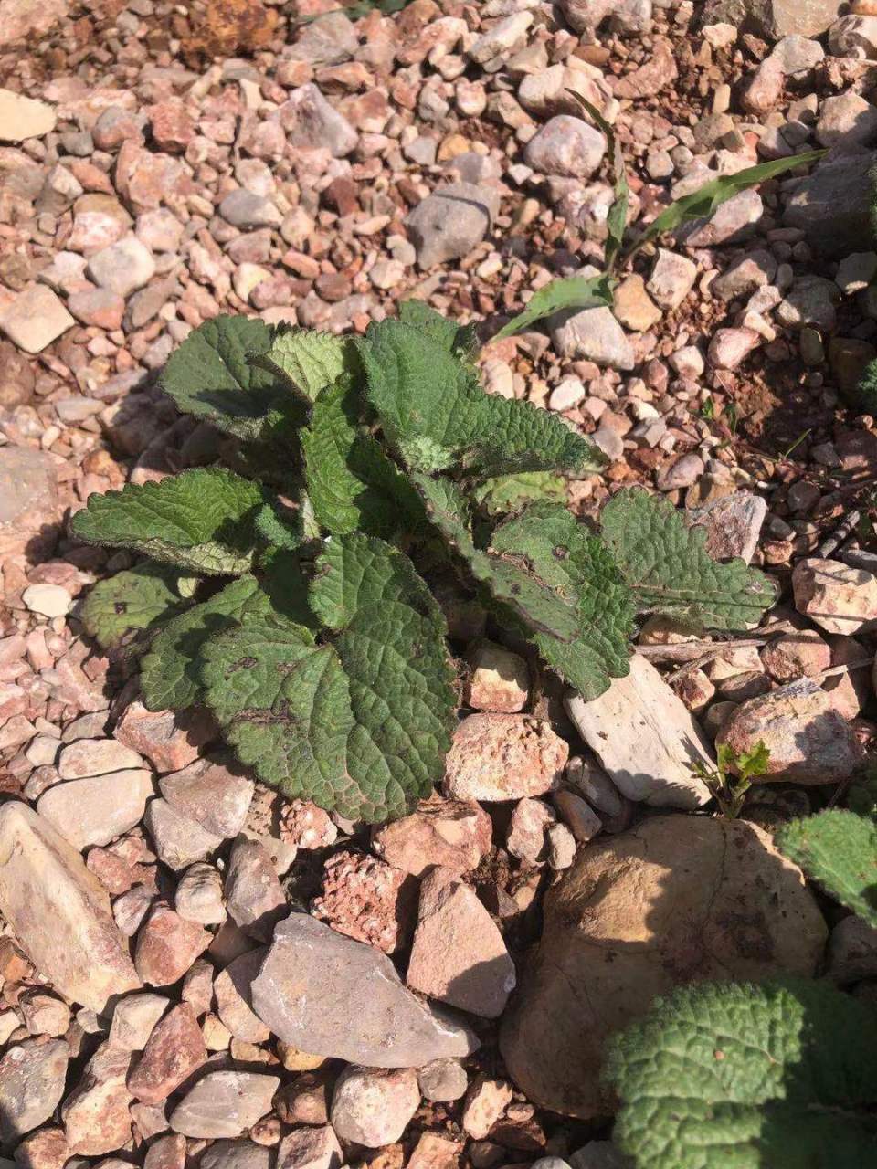 人们说的"毛尖"茶#植物#茶 毛健草.人们说的"毛尖"茶