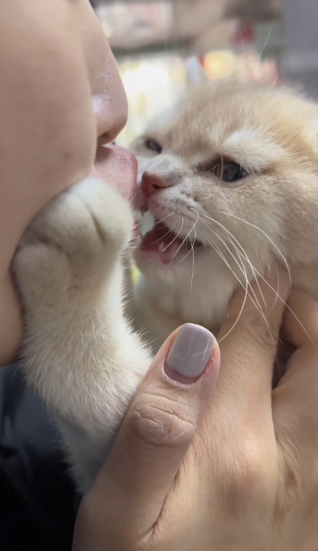 我家也有猫,也上床睡觉,但我从来不这样亲,我嫌脏,它睡觉靠着我呼出的