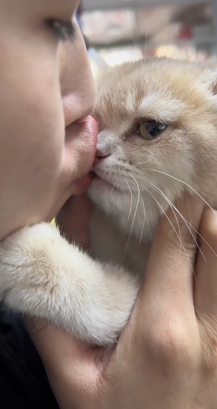 我家也有猫,也上床睡觉,但我从来不这样亲,我嫌脏,它睡觉靠着我呼出的