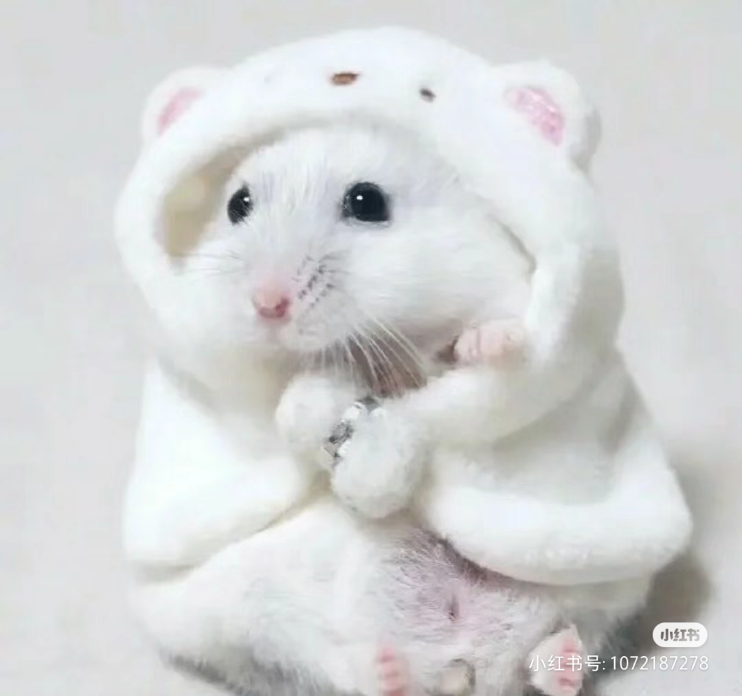 穿着衣服可爱的小仓鼠