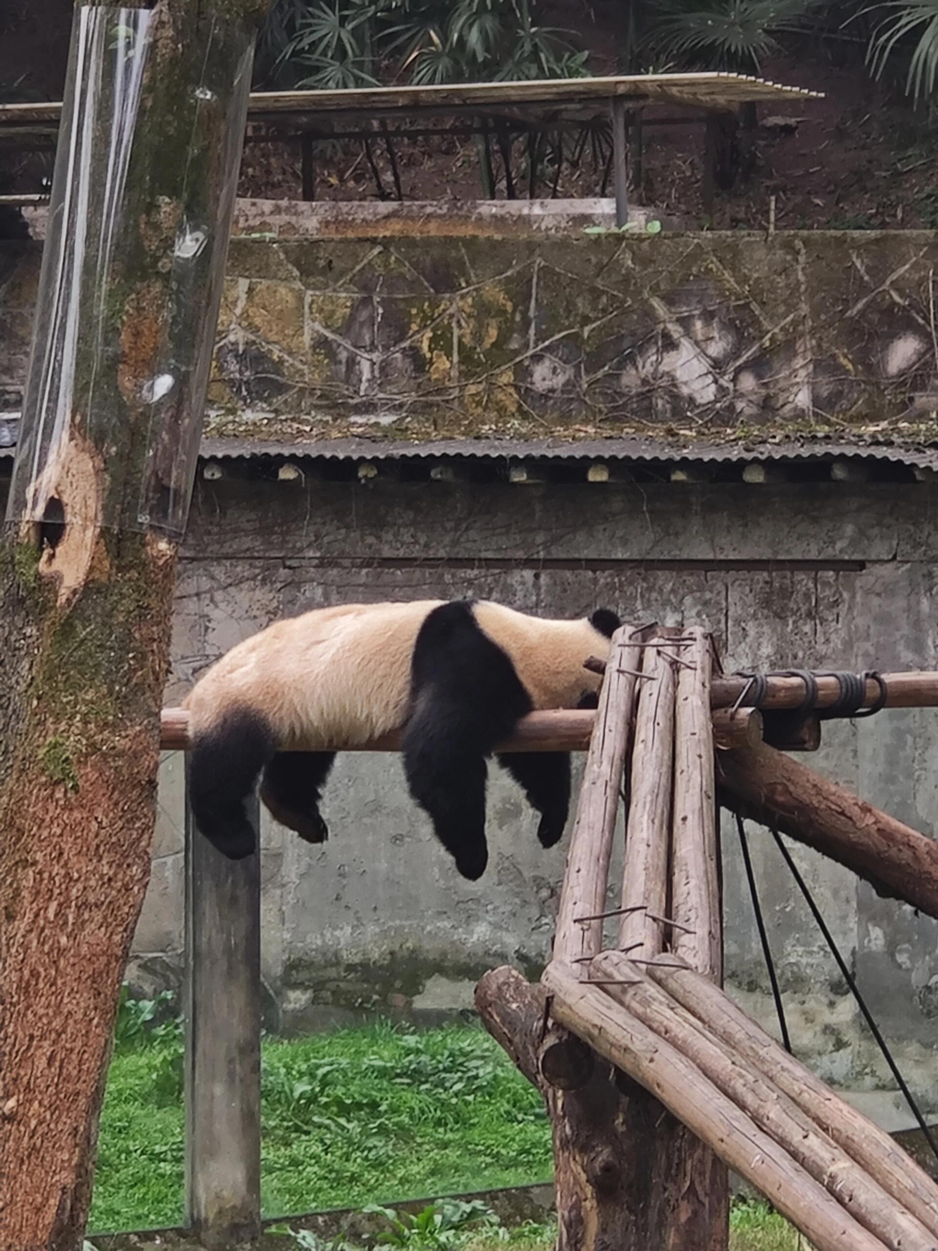 熊猫睡觉的照片图片