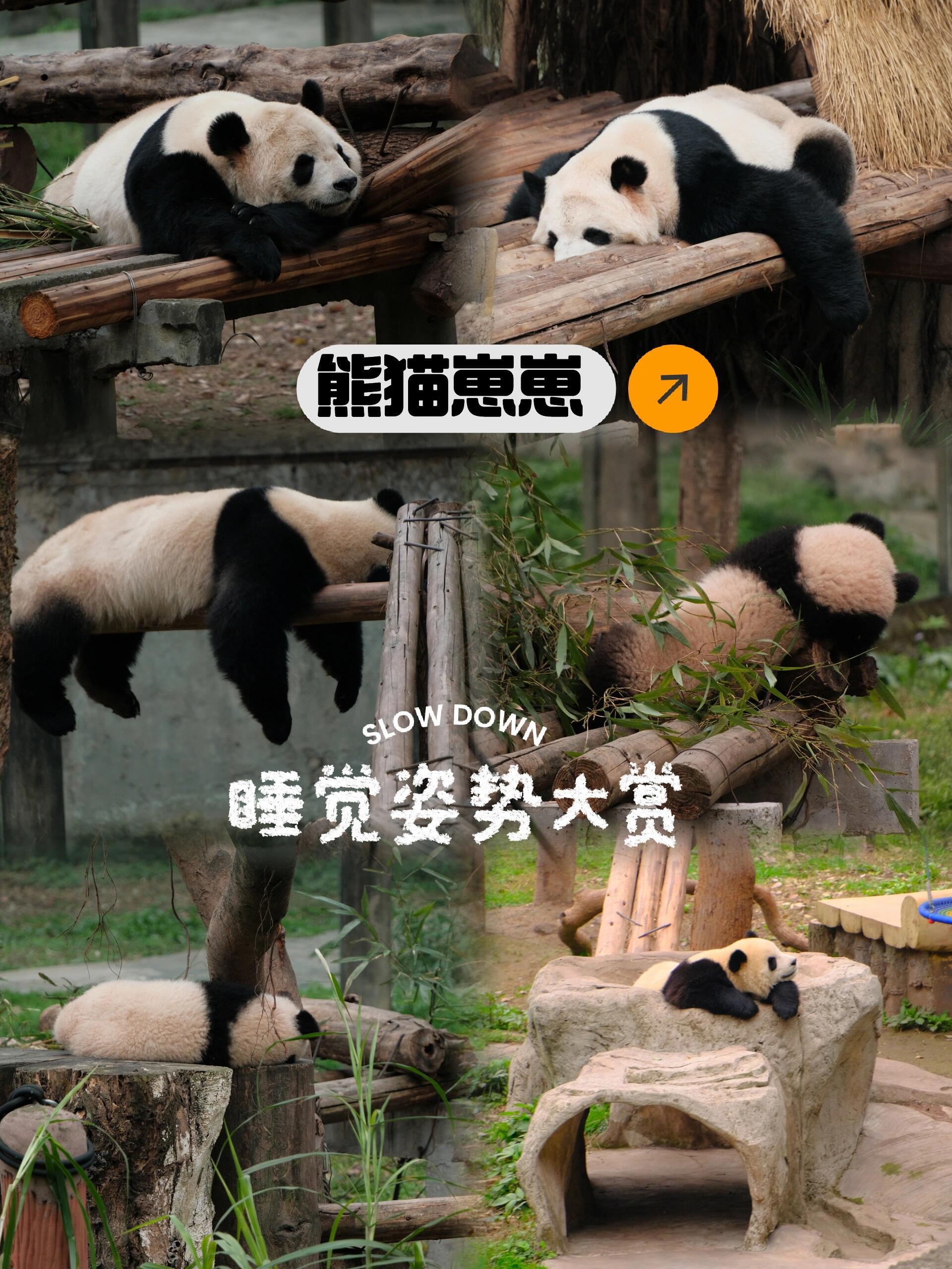 他们在梦乡里的样子,简直是可爱到犯规～  大熊猫宝宝蜷成一团,像是