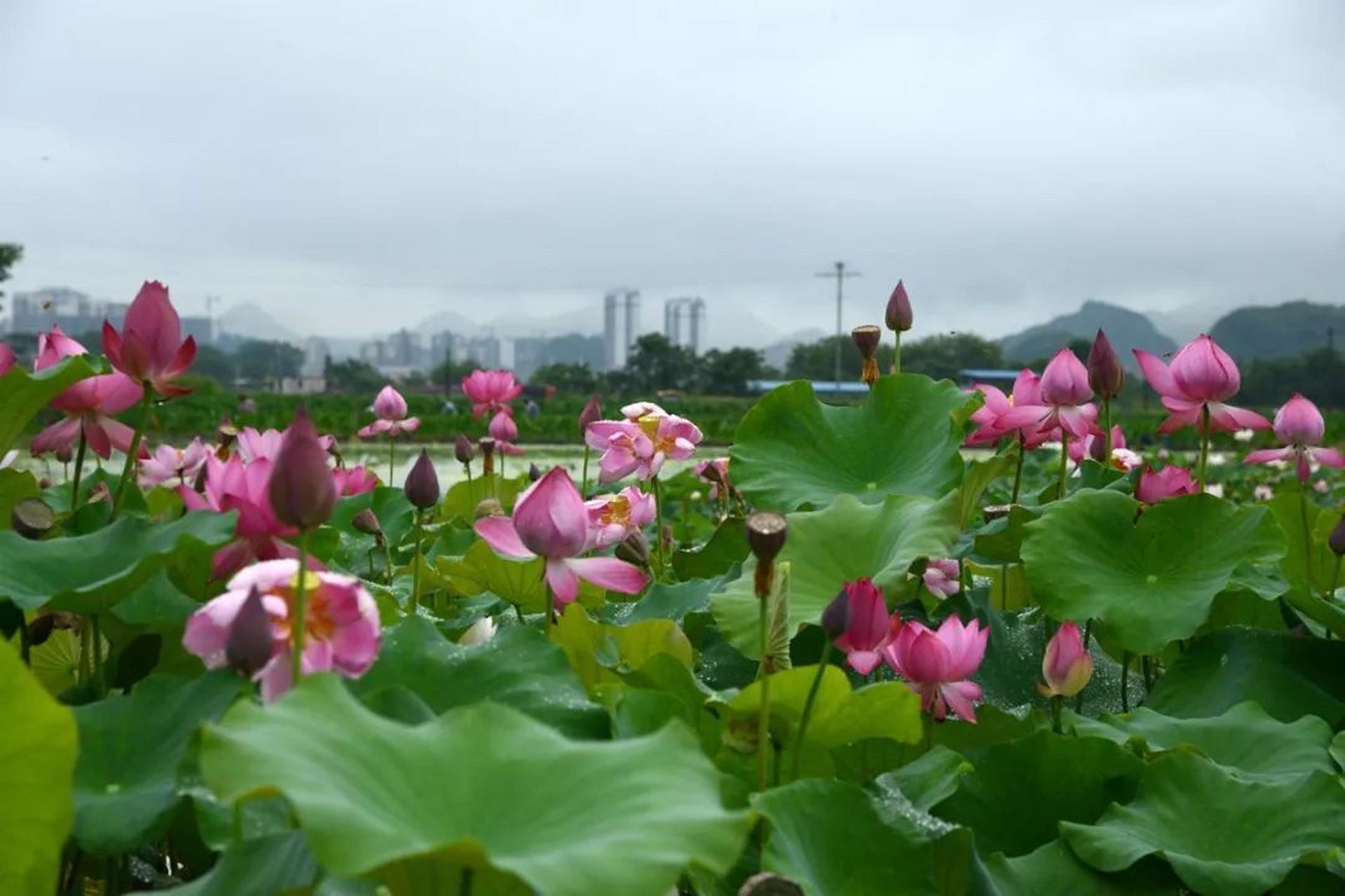 咏 莲 淤泥出水洁如仙 正气凛然似圣贤.