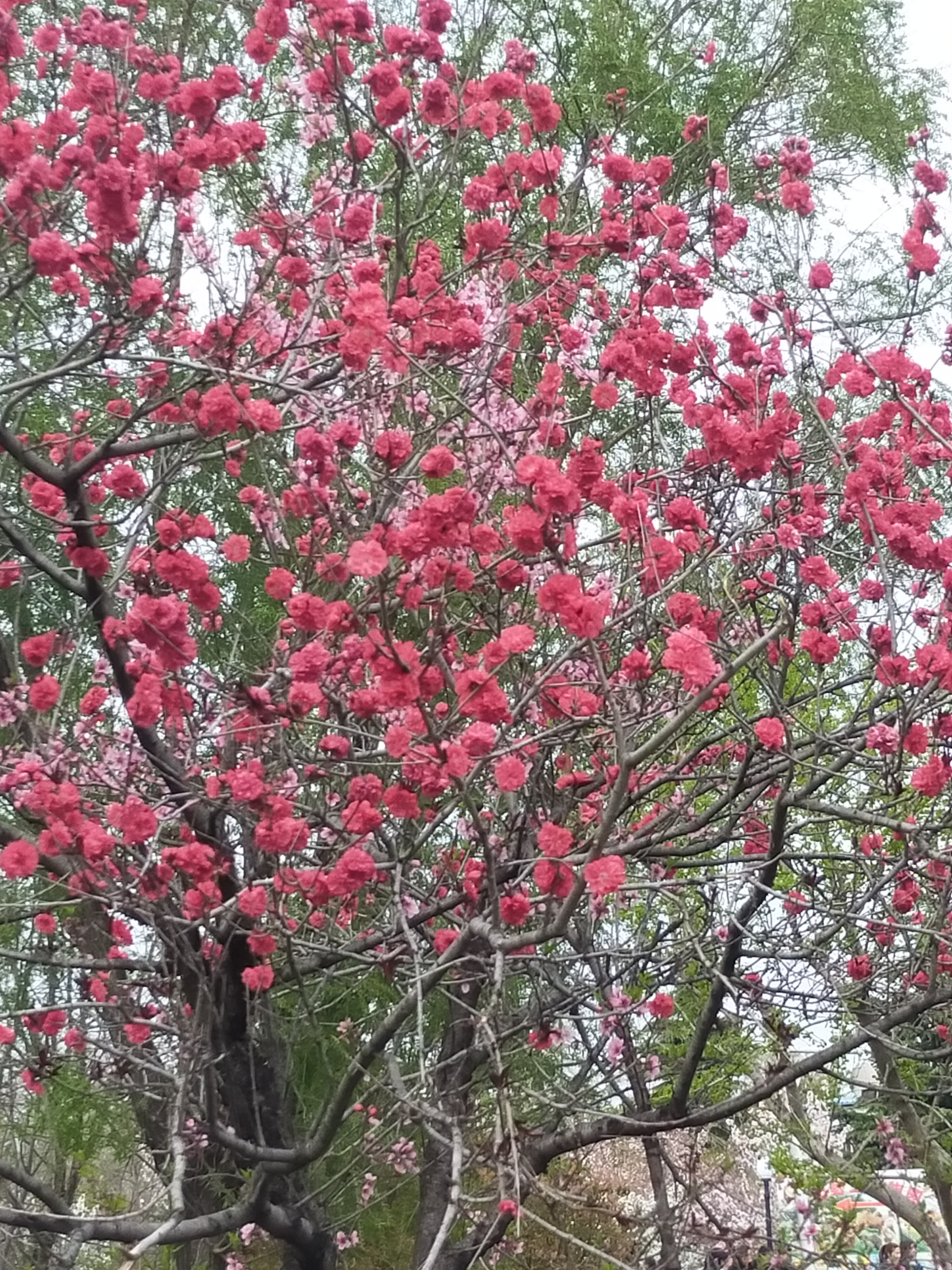 樱花赞  樱花如云似雪