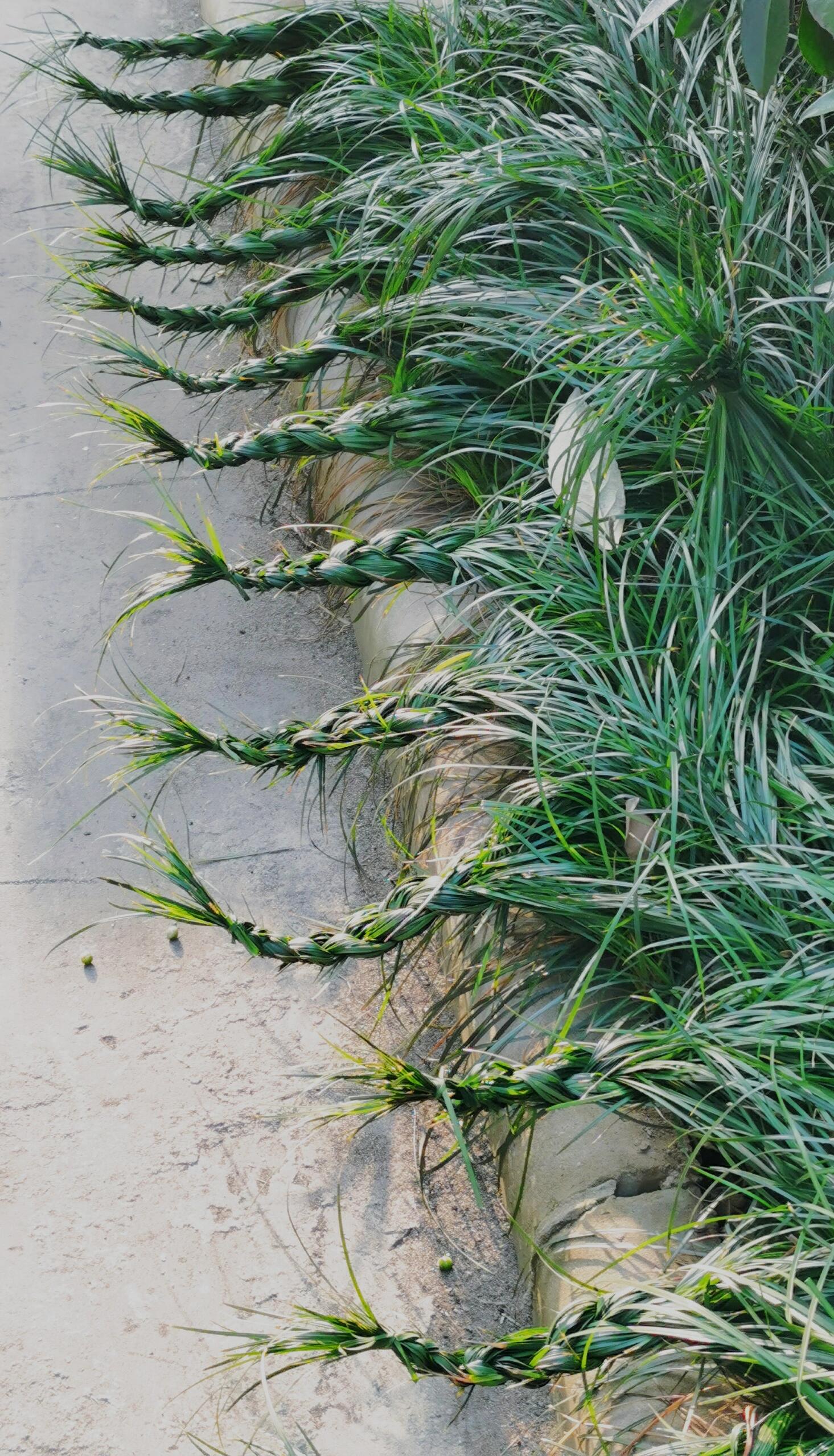 突然发现了这个,想知道是谁这么无聊蹲在路边把草都编成一个个辫子