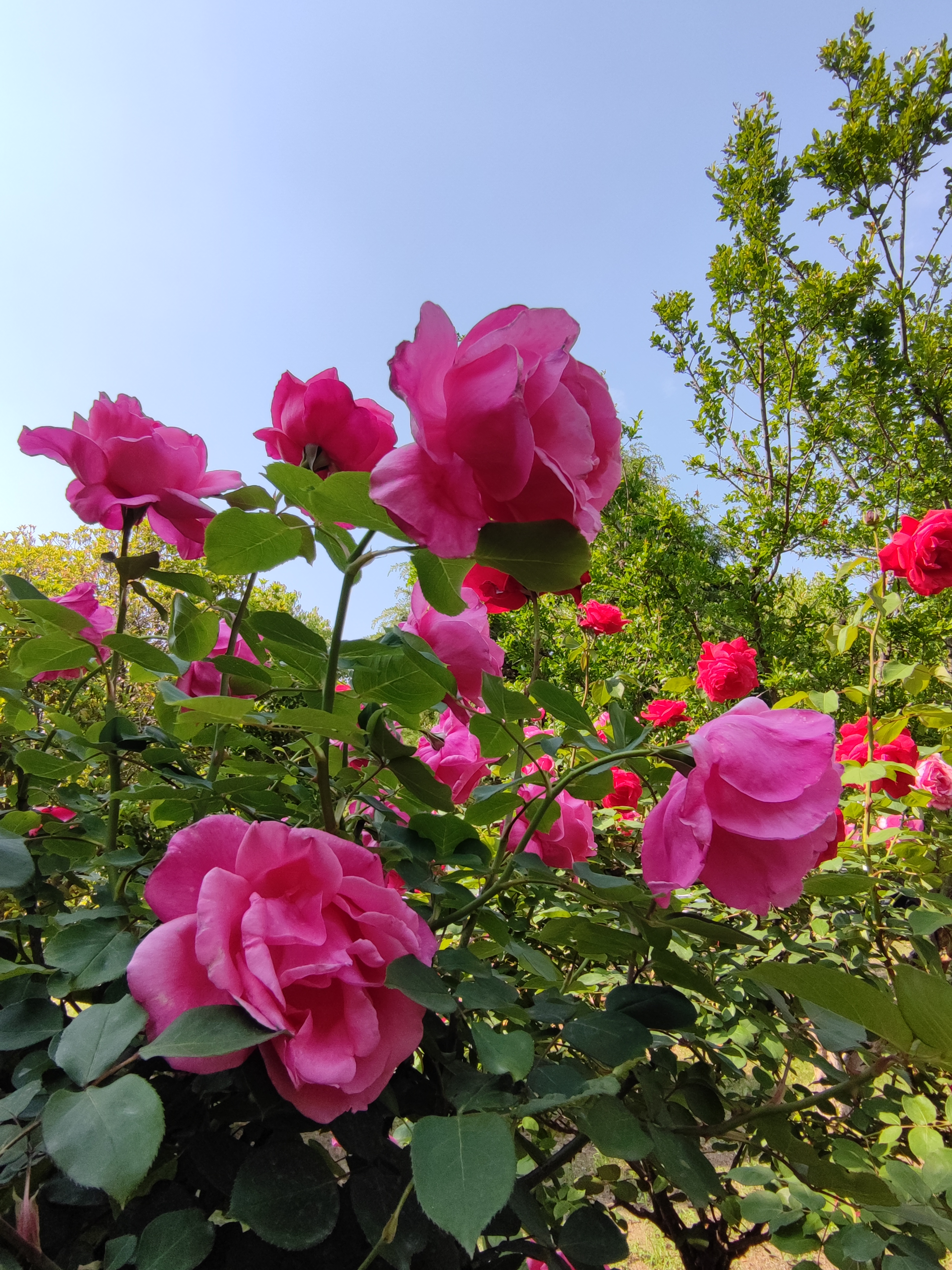 礼花绽放月季图片