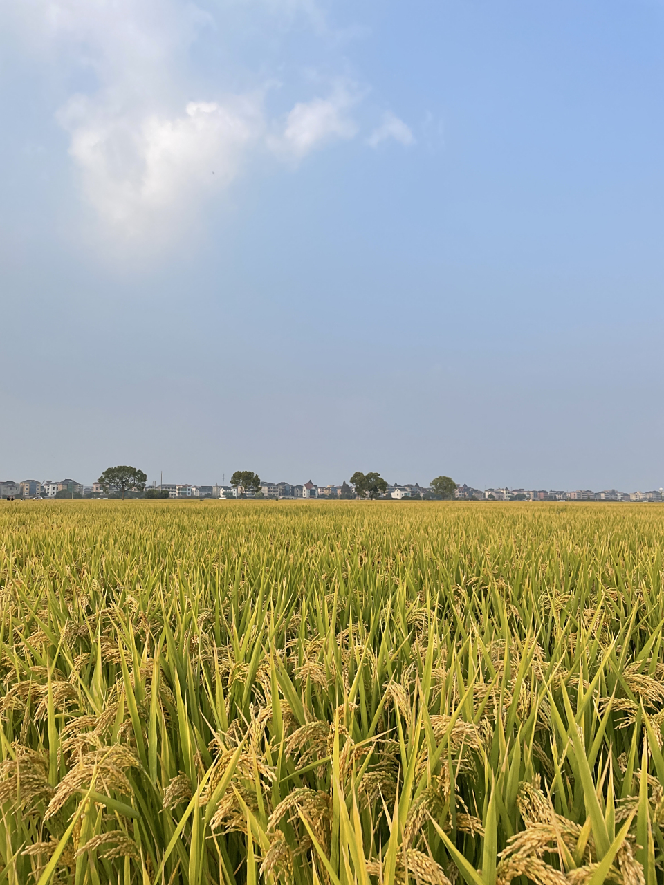 秋天丰收季节乡村风景